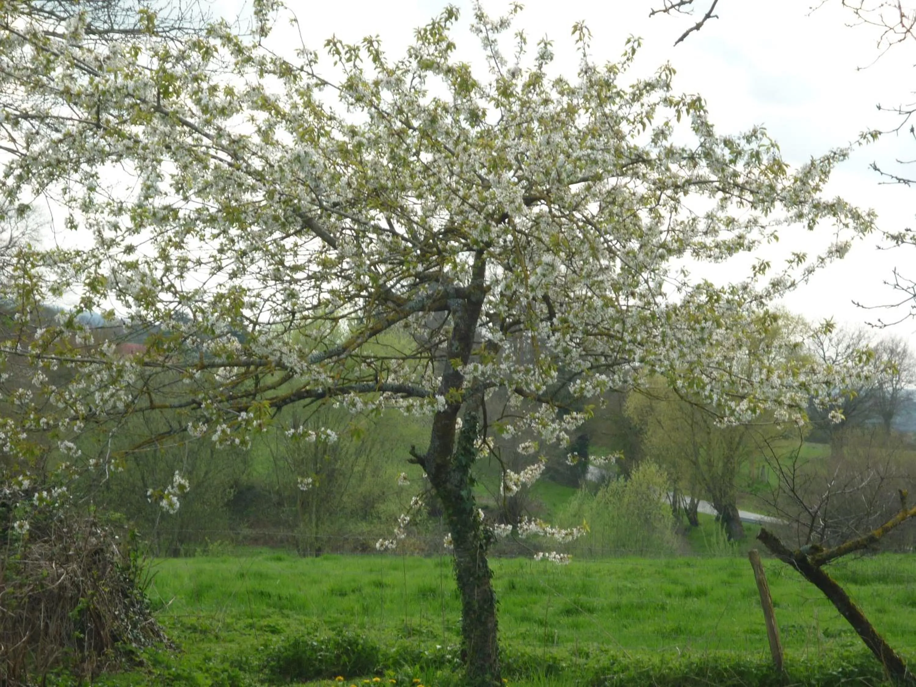 Garden view in B&B Chambre Chante Cristal