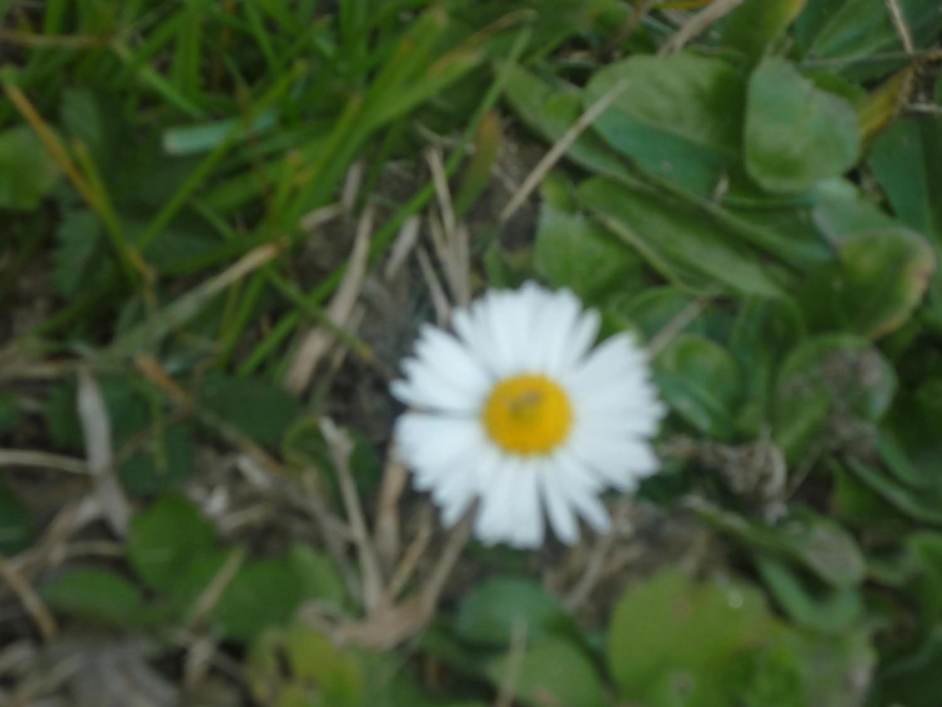 Garden view in B&B Chambre Chante Cristal