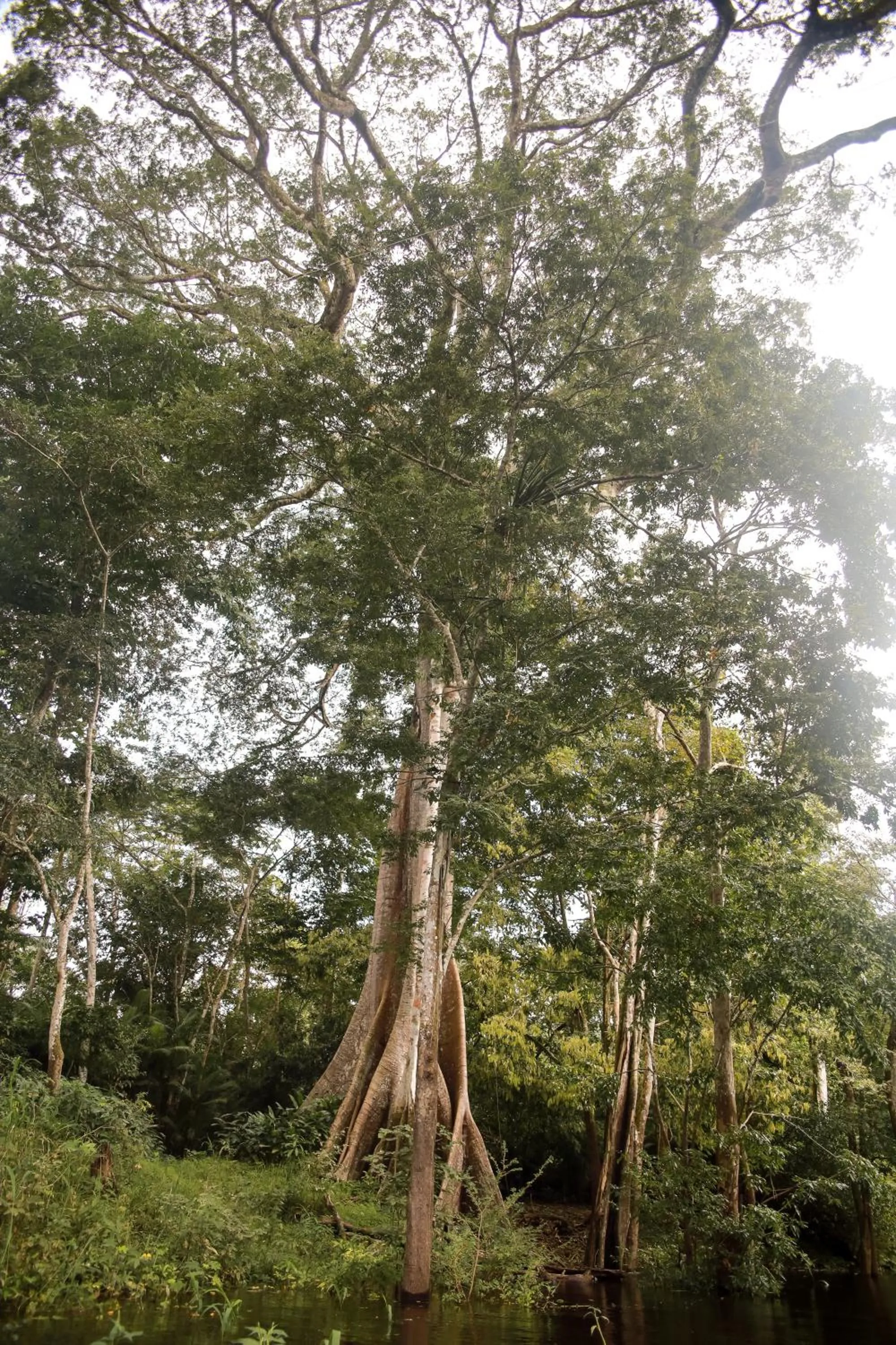 Amazonia Jungle Hotel