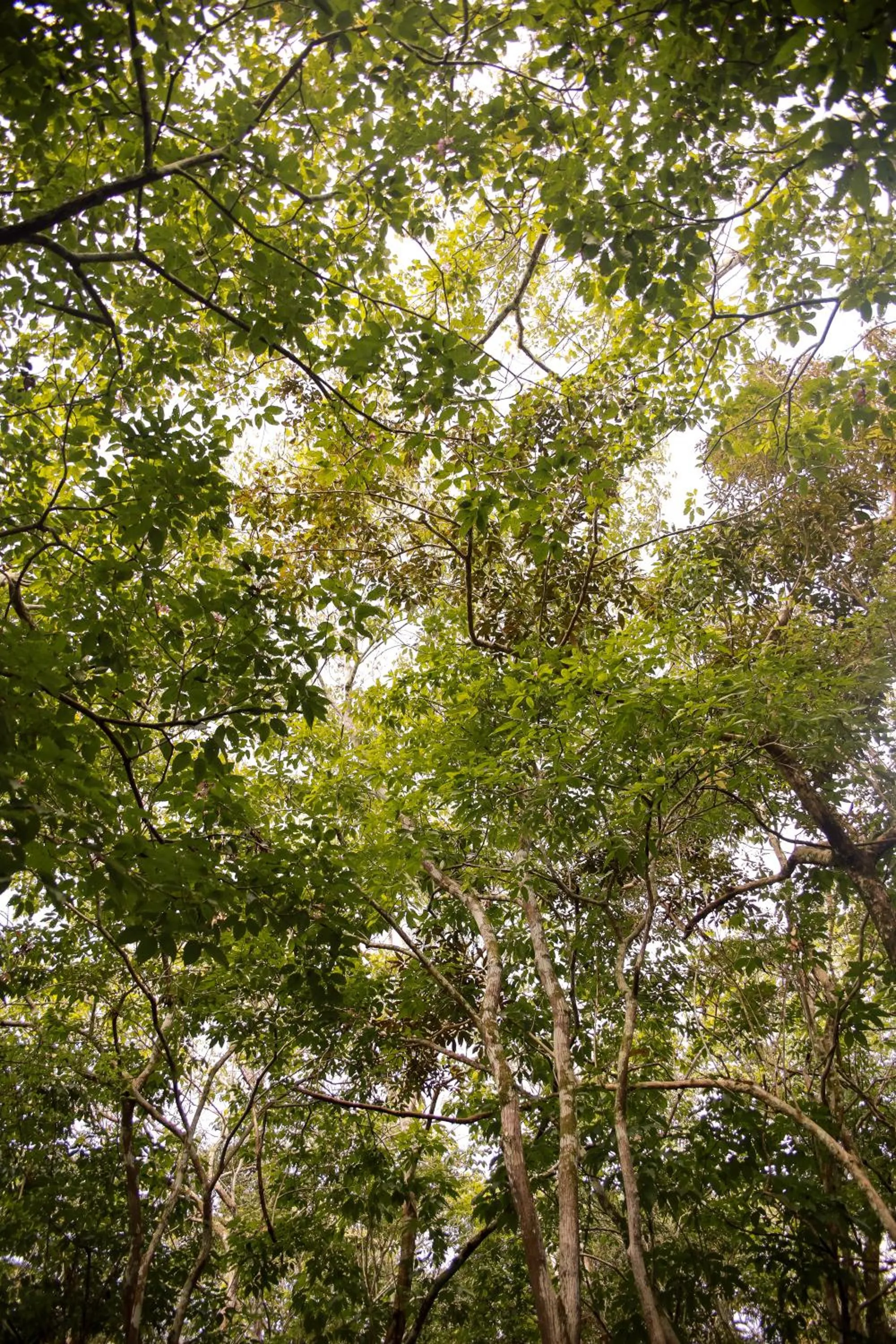 Amazonia Jungle Hotel