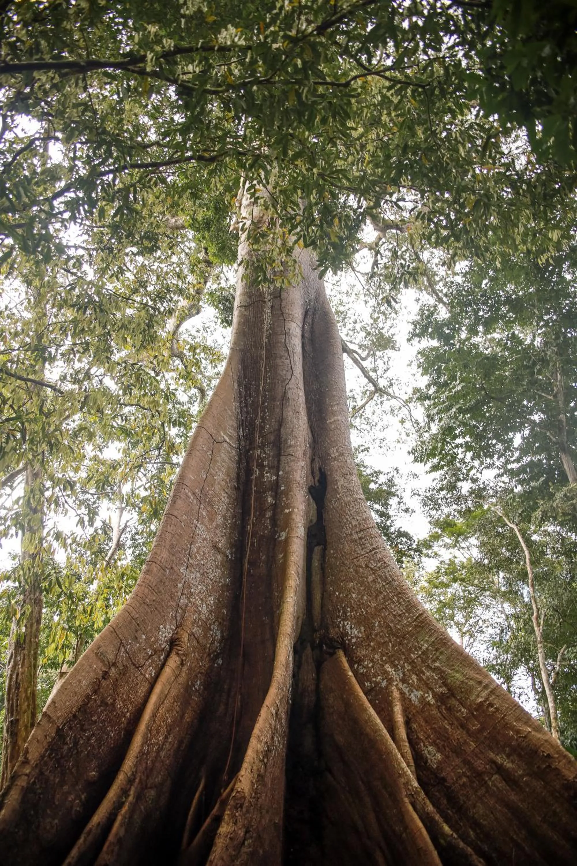 Amazonia Jungle Hotel