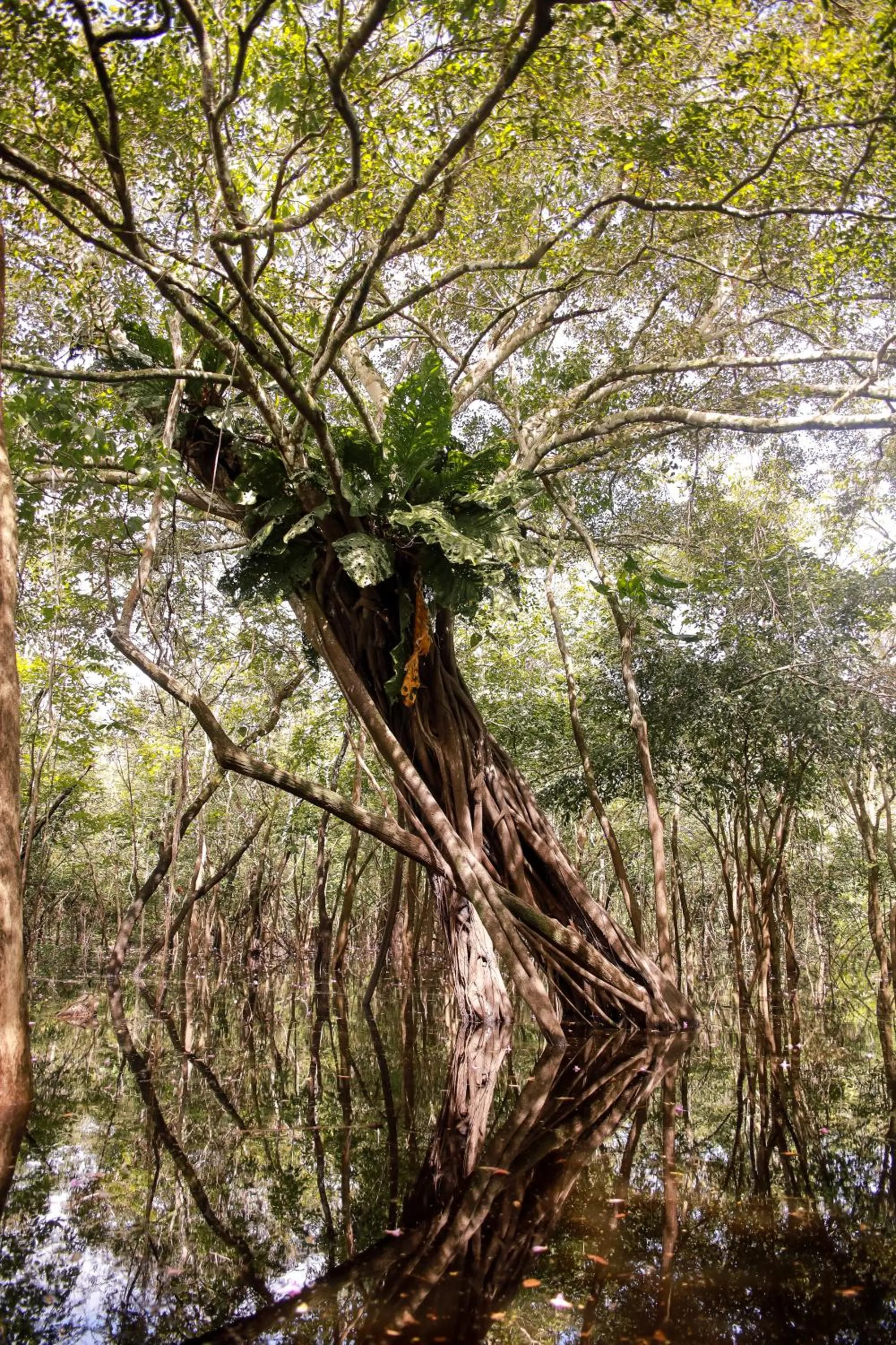 Amazonia Jungle Hotel