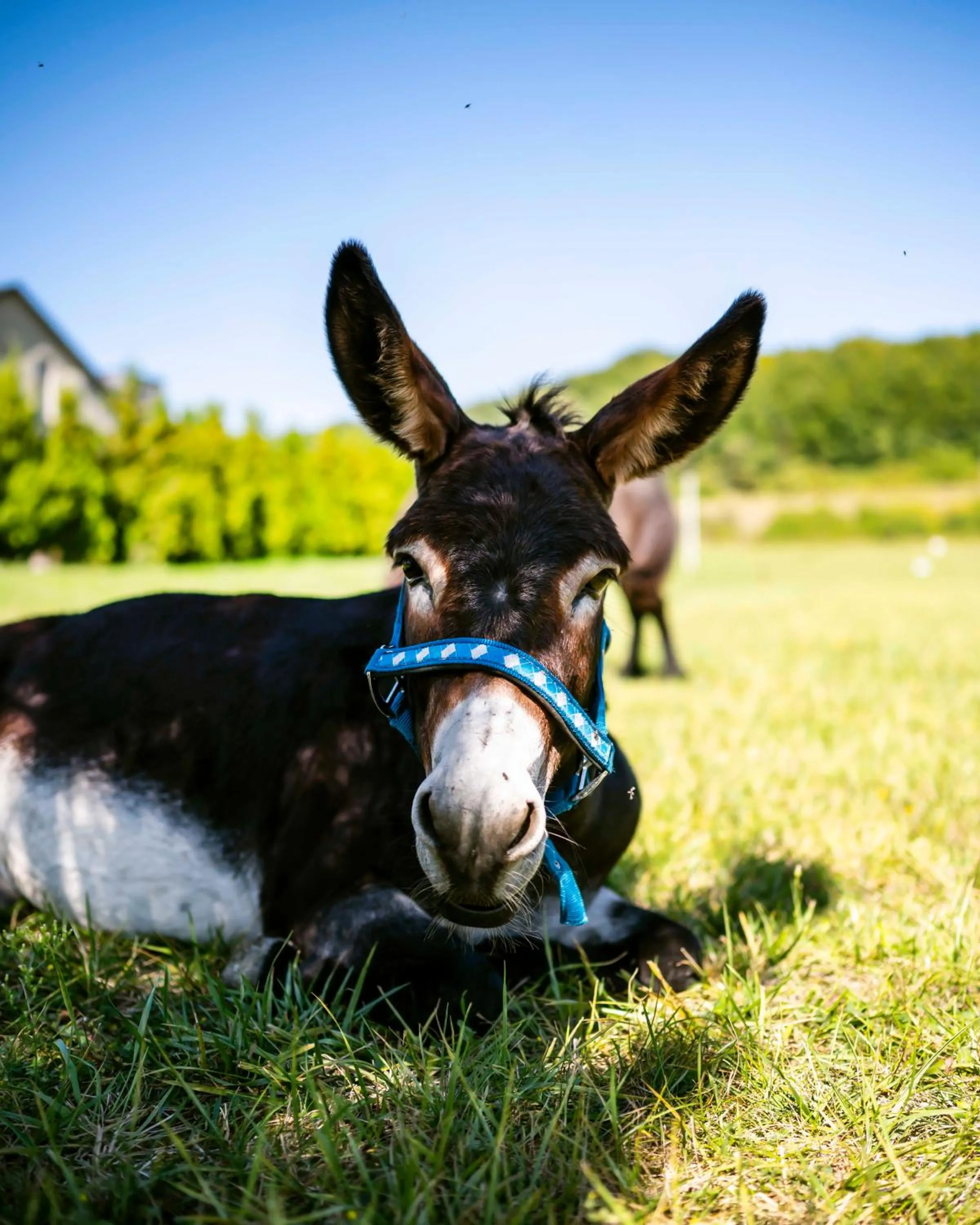 Other in Dosłońce Resort Wellness & Farm