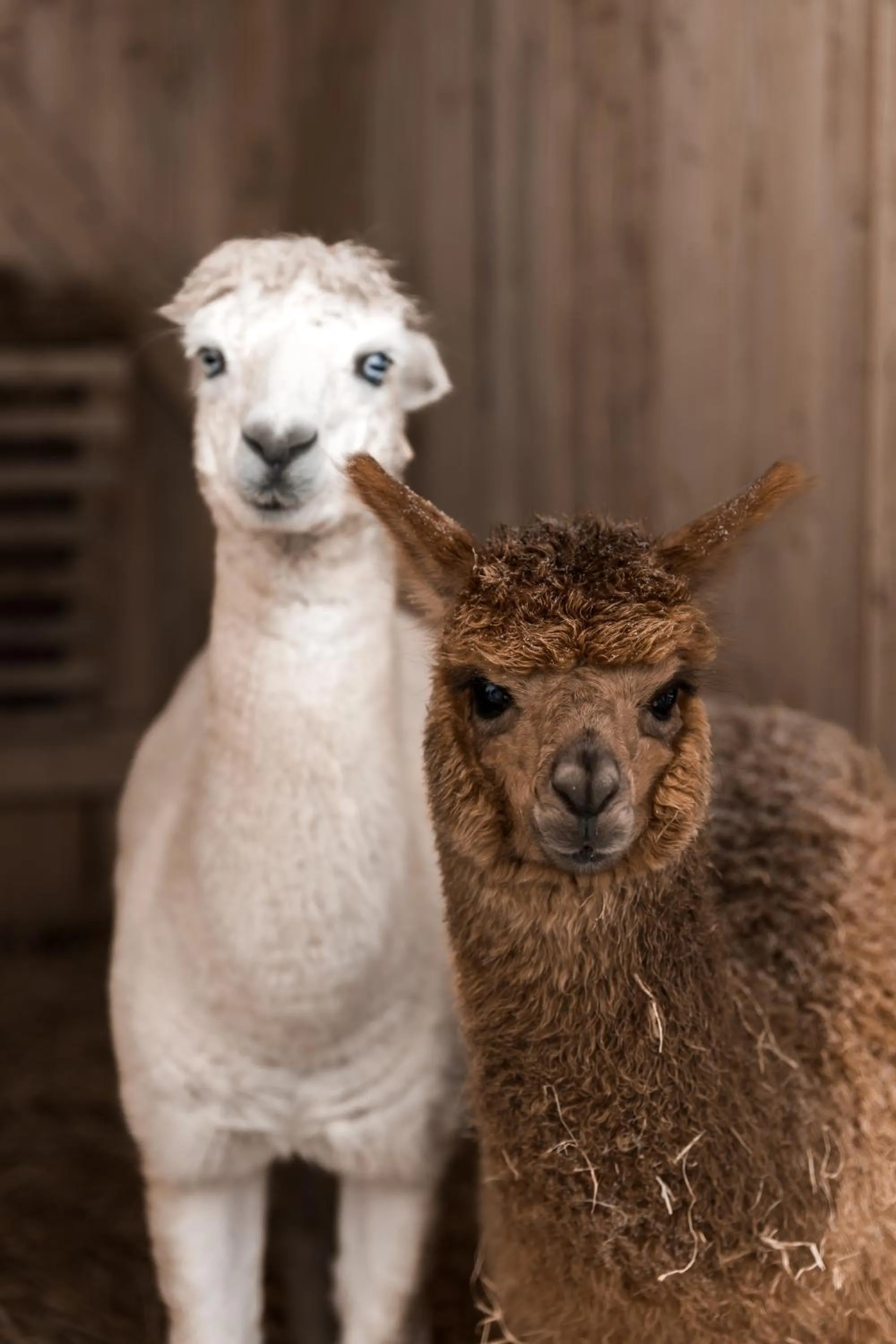 Animals in Dosłońce Resort Wellness & Farm