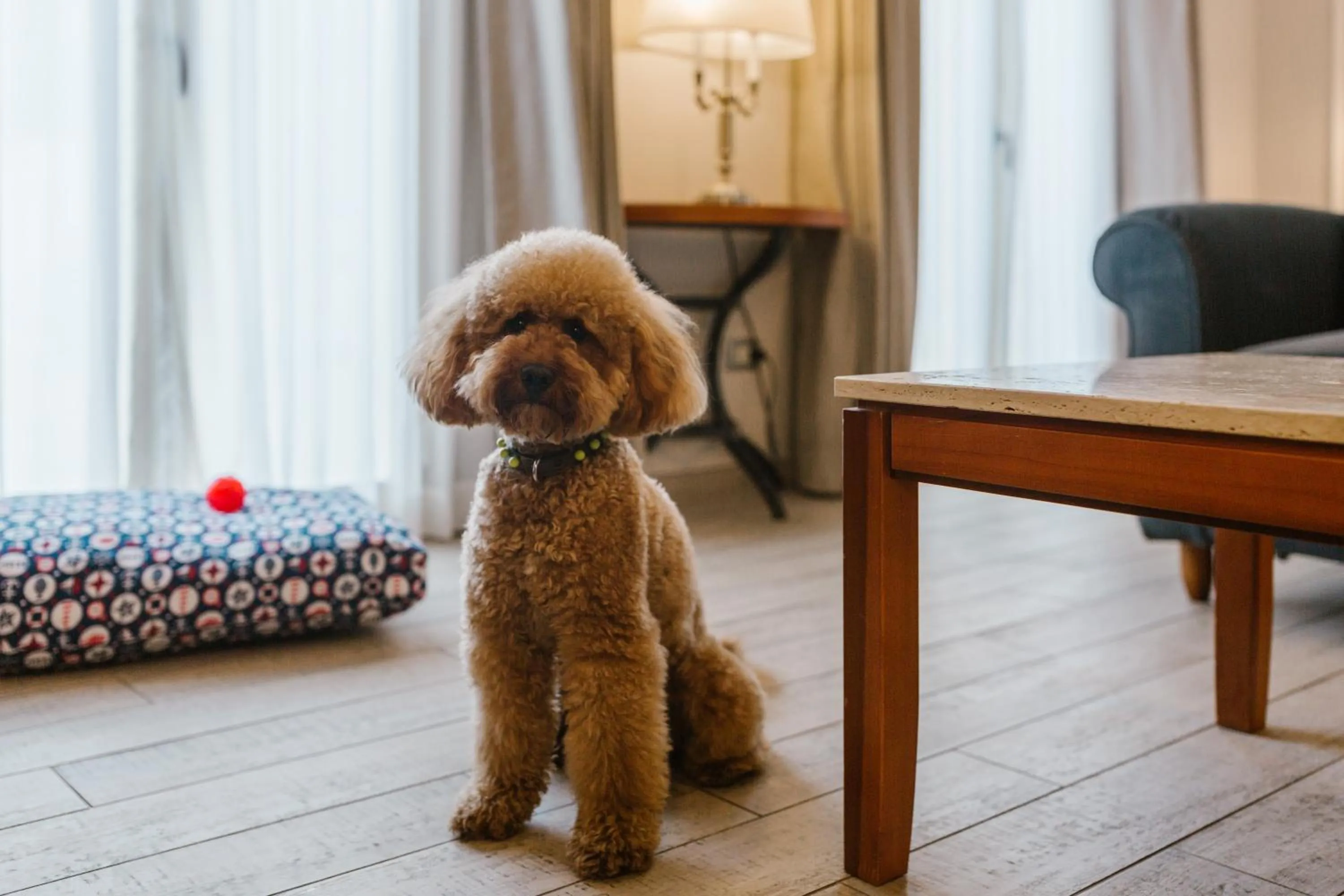 Pets in Terme di Saturnia Natural Spa & Golf Resort - The Leading Hotels of the World