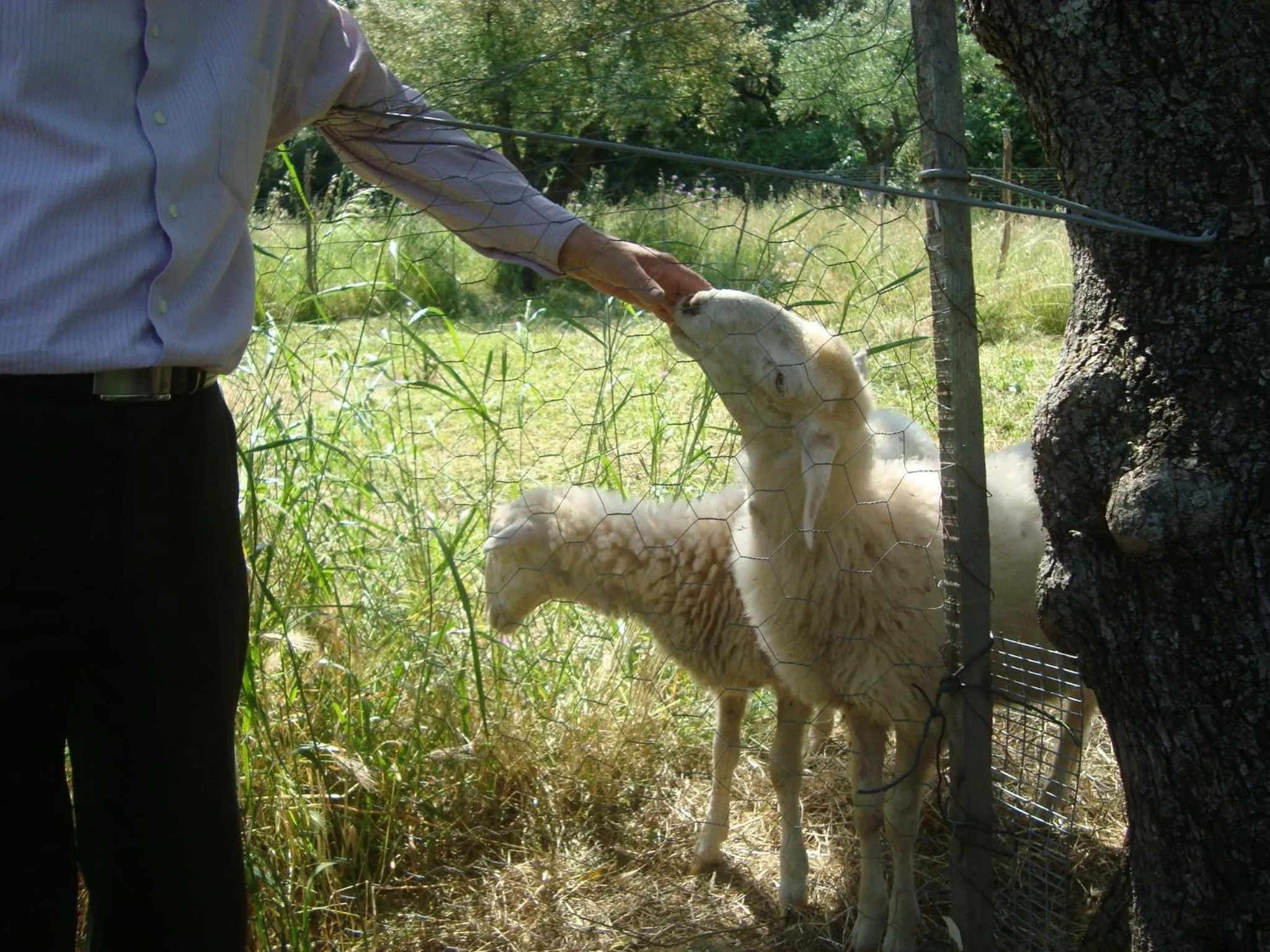 Animals in Castelli Hotel-Adults Only