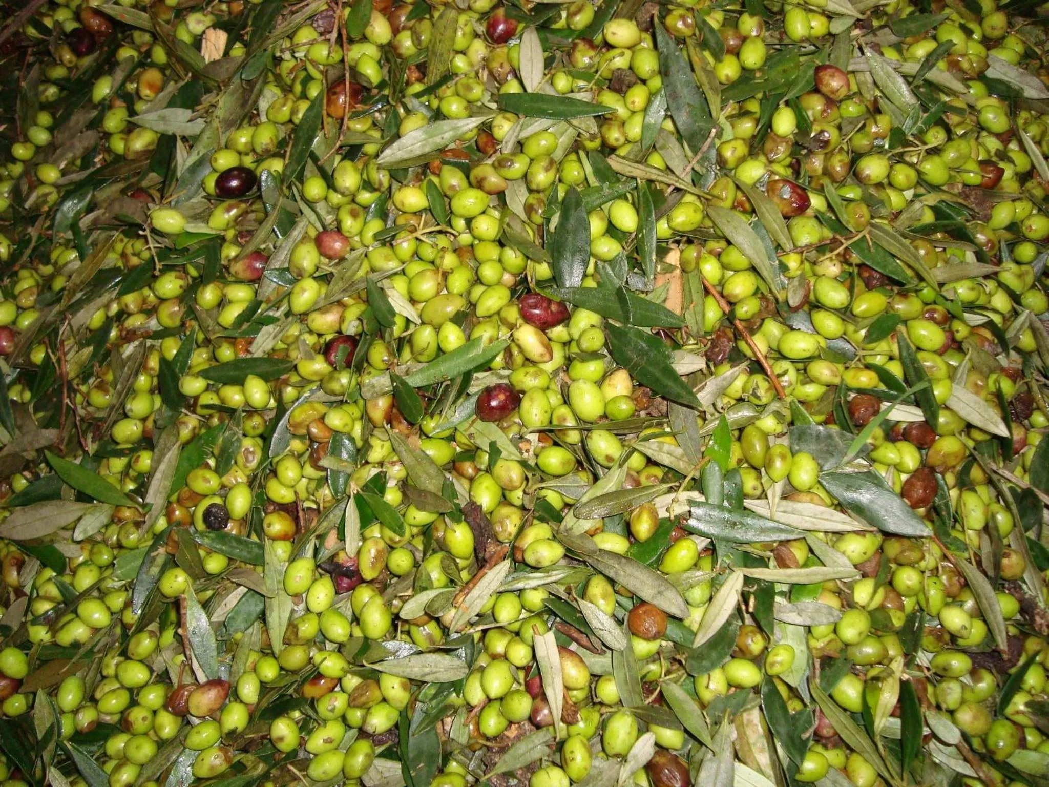 Garden in Castelli Hotel-Adults Only