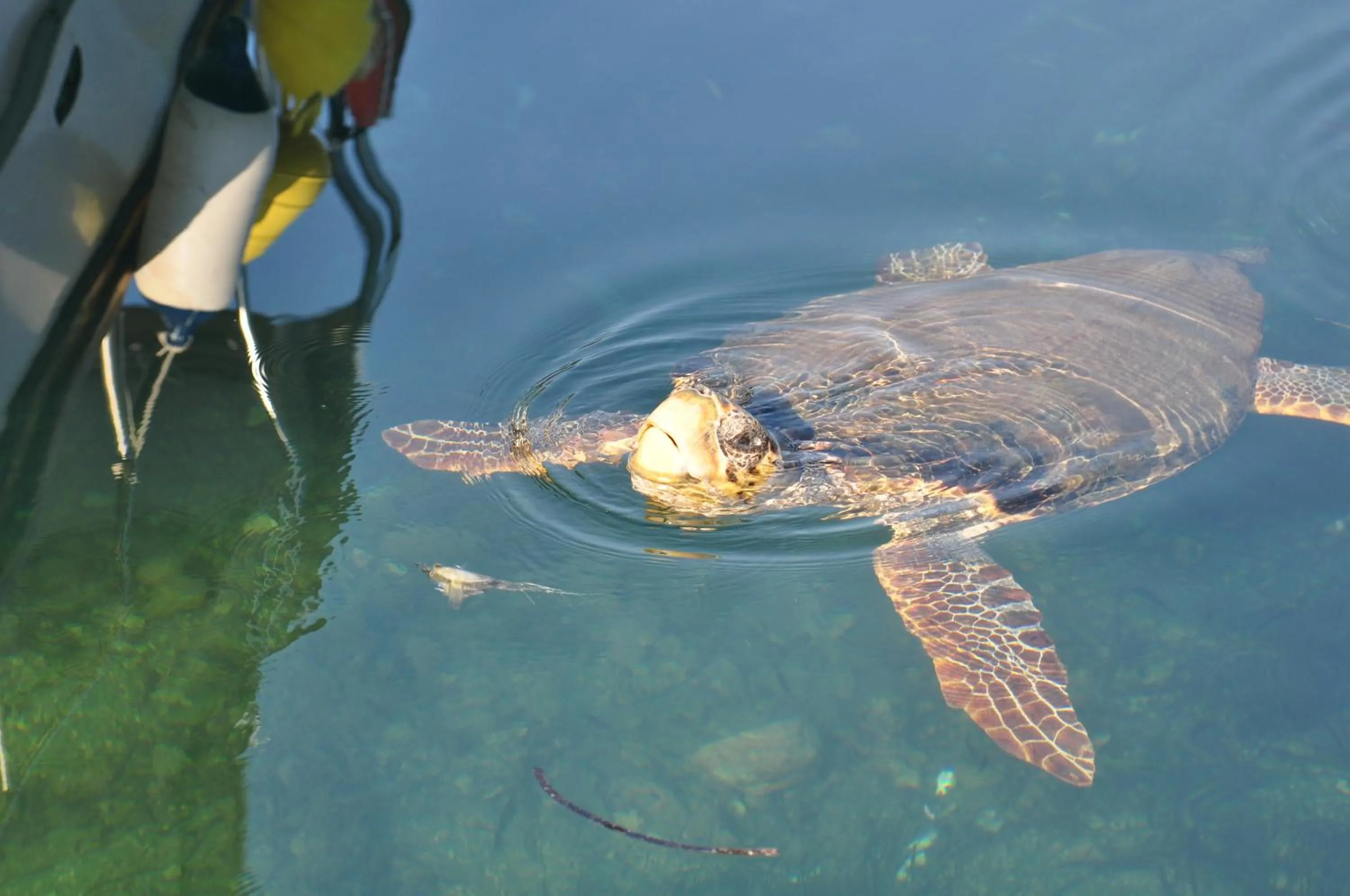 Animals in Castelli Hotel-Adults Only