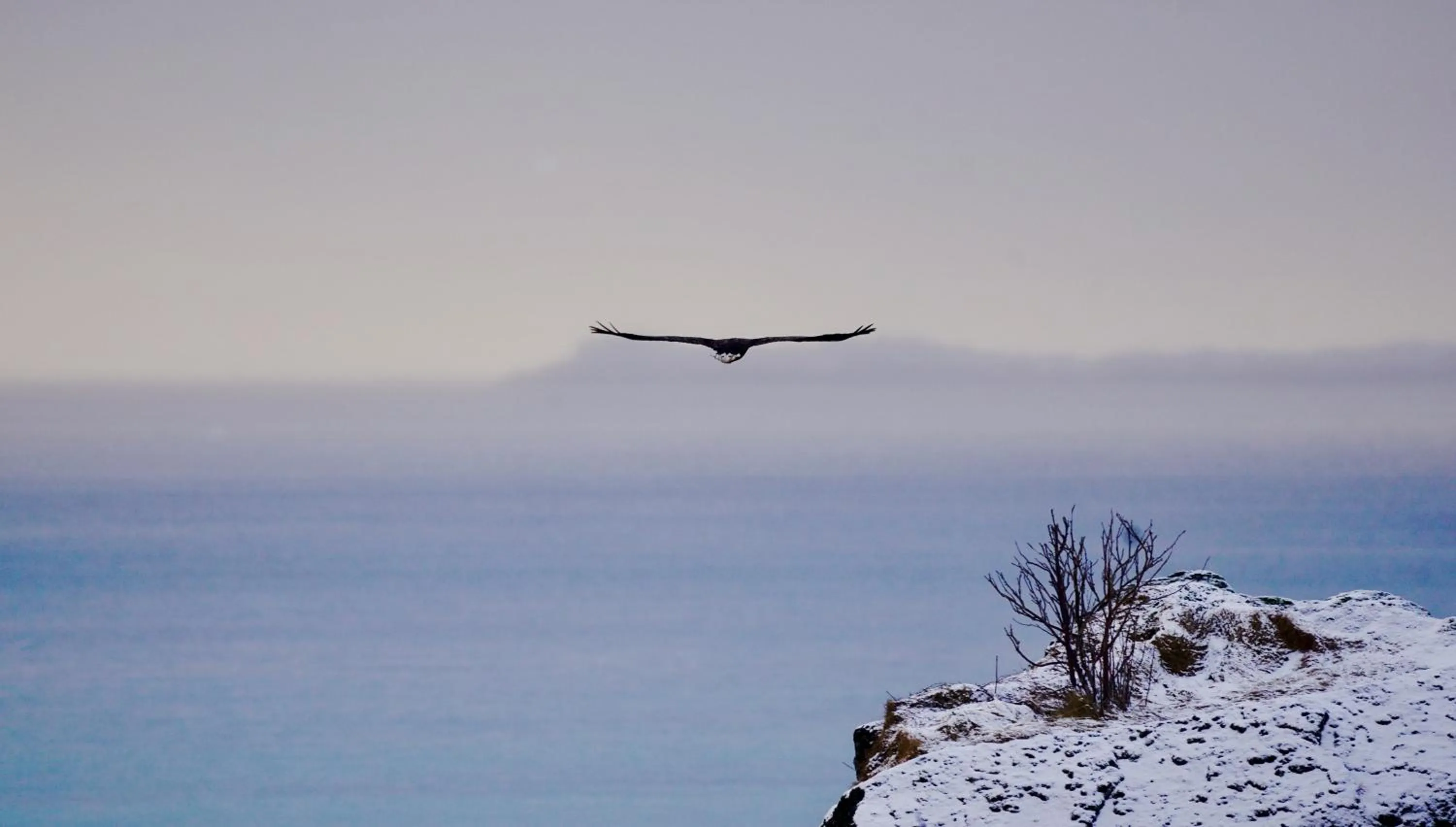 Animals in Lofoten Basecamp