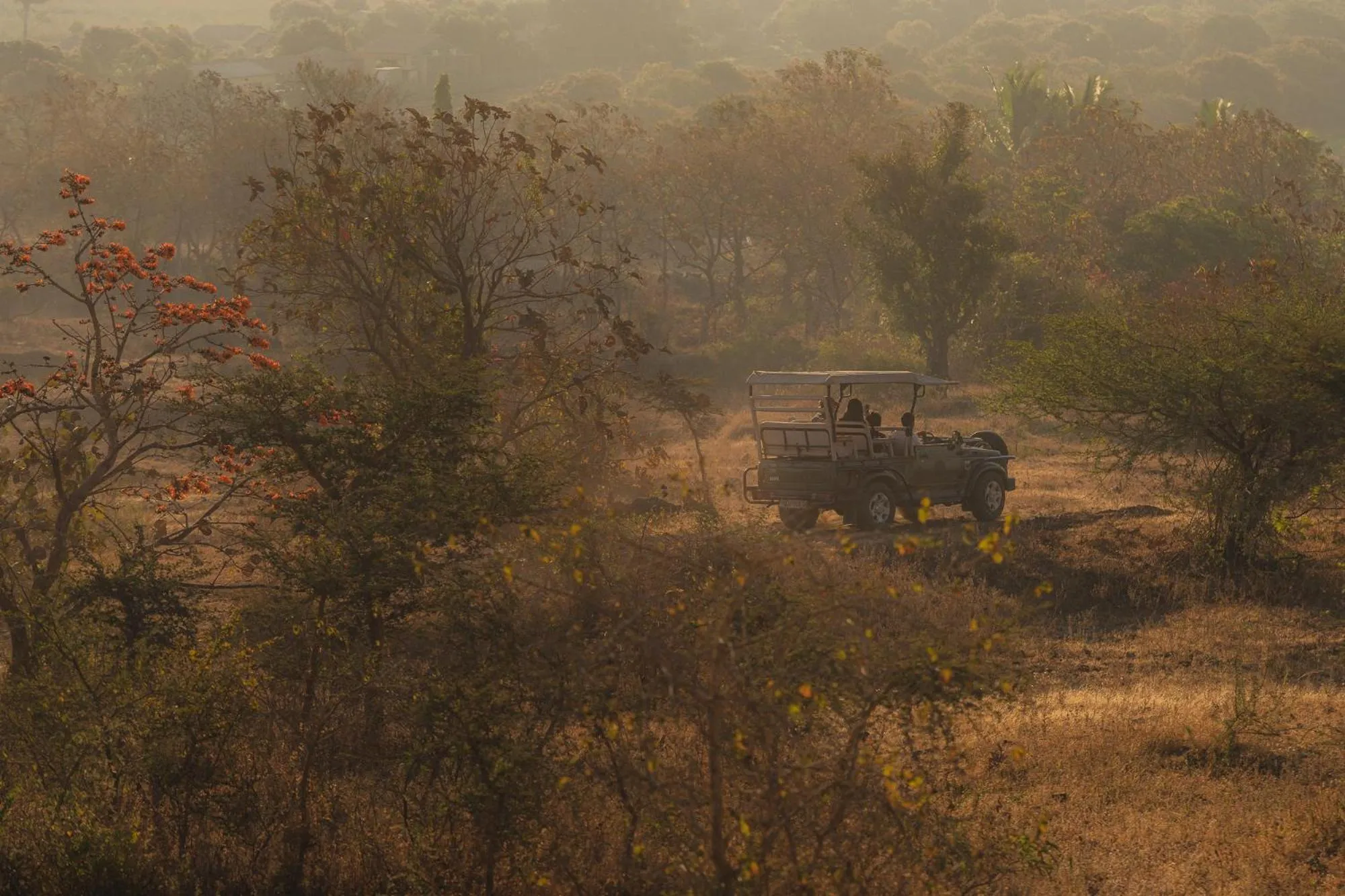 Natural landscape in Woods at Sasan