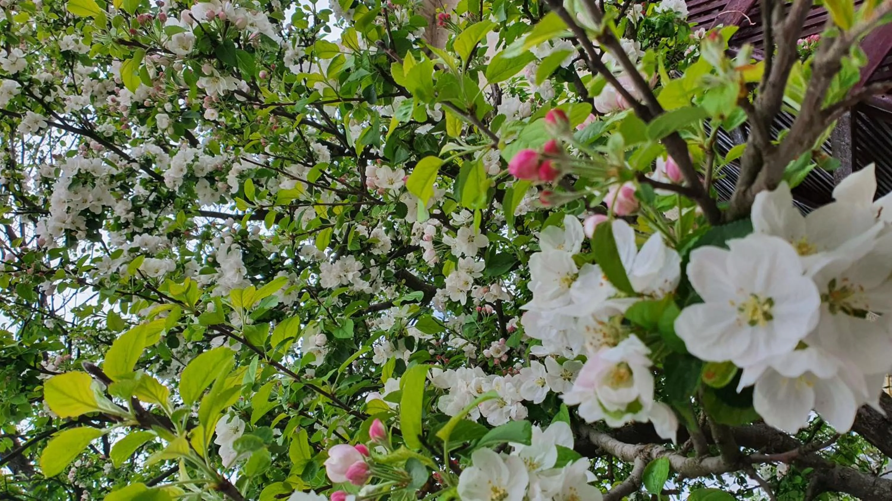 Garden in Popcorn Hostel