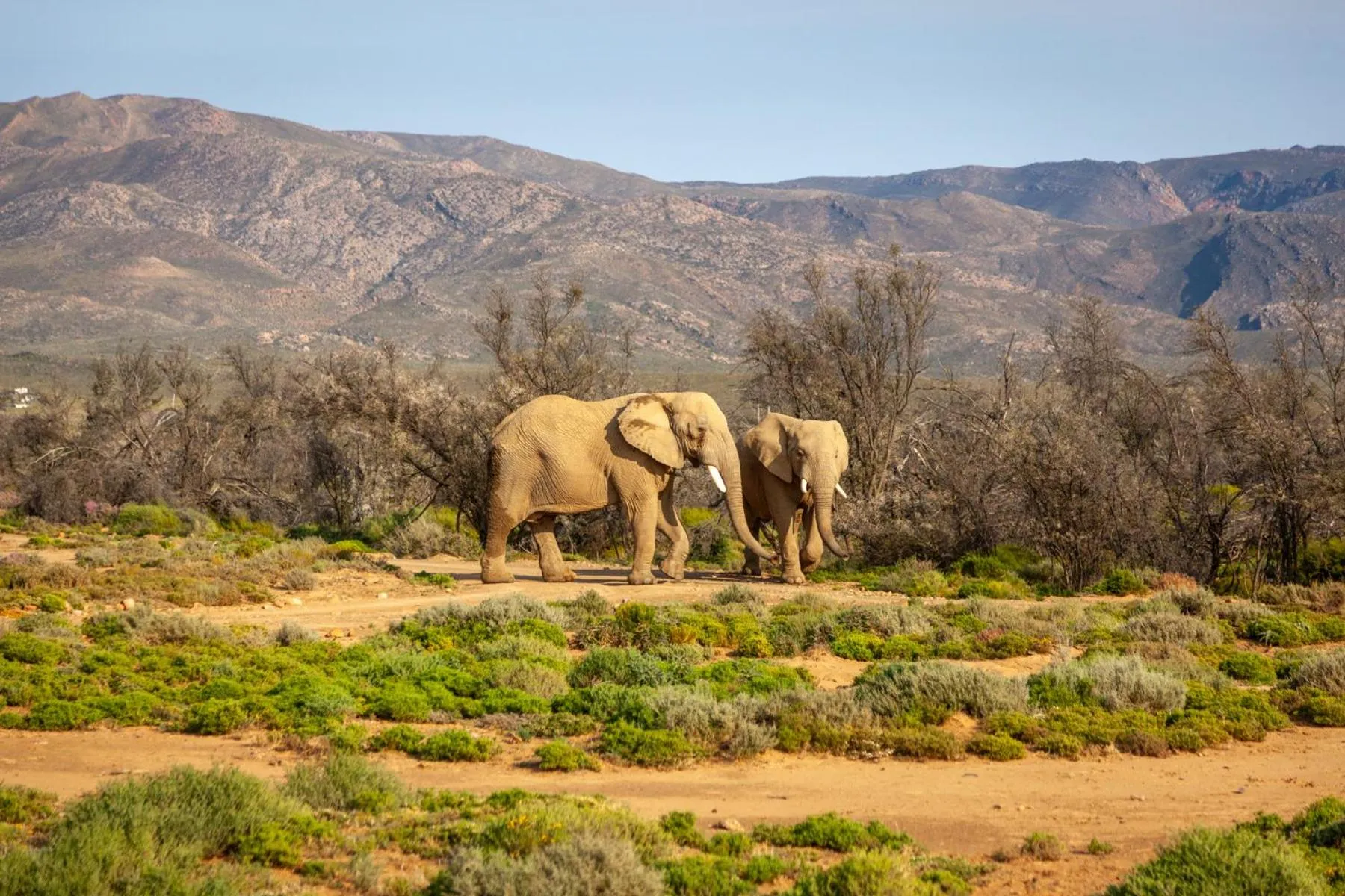 Animals in Inverdoorn Game Reserve Lodge