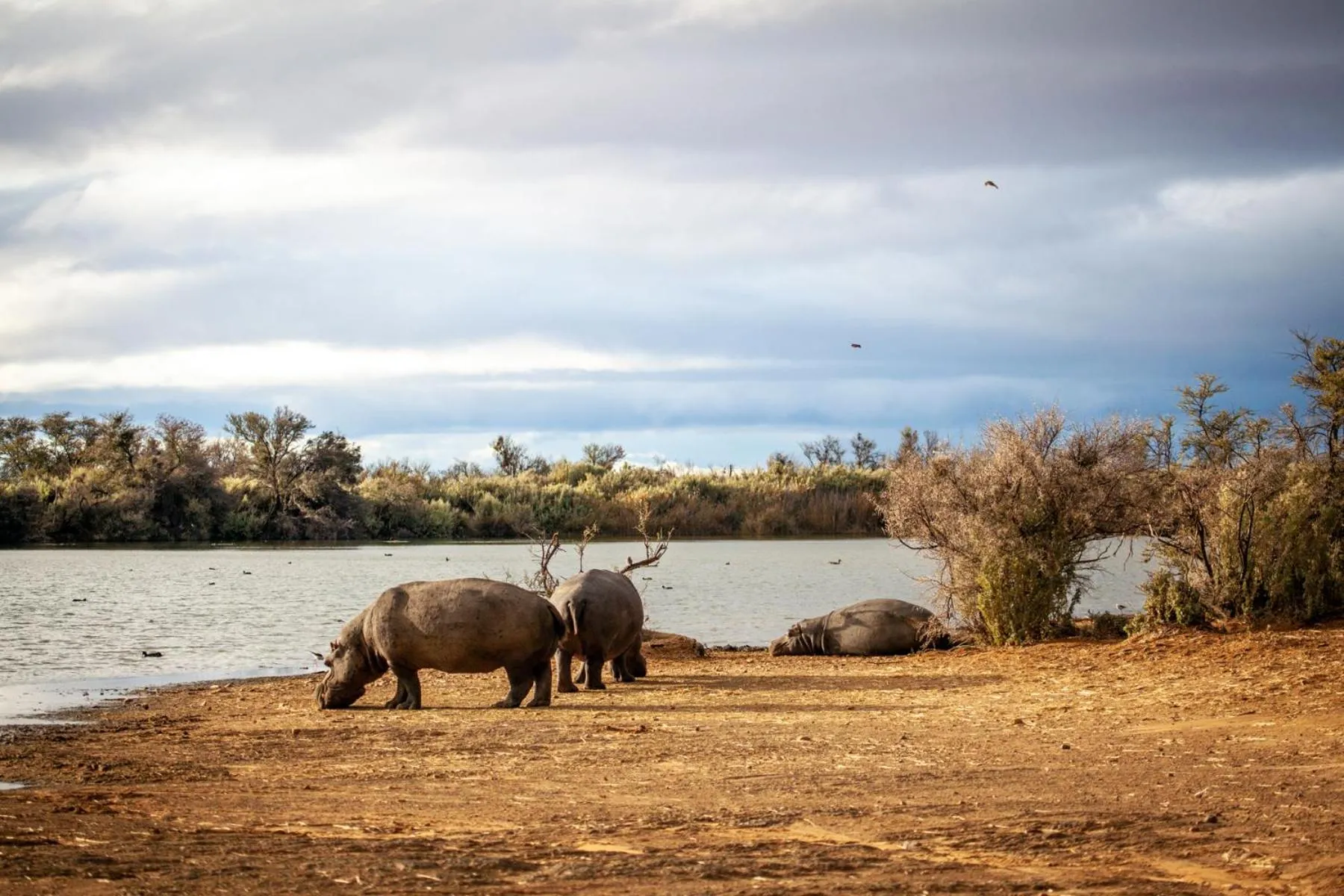 Animals in Inverdoorn Game Reserve Lodge