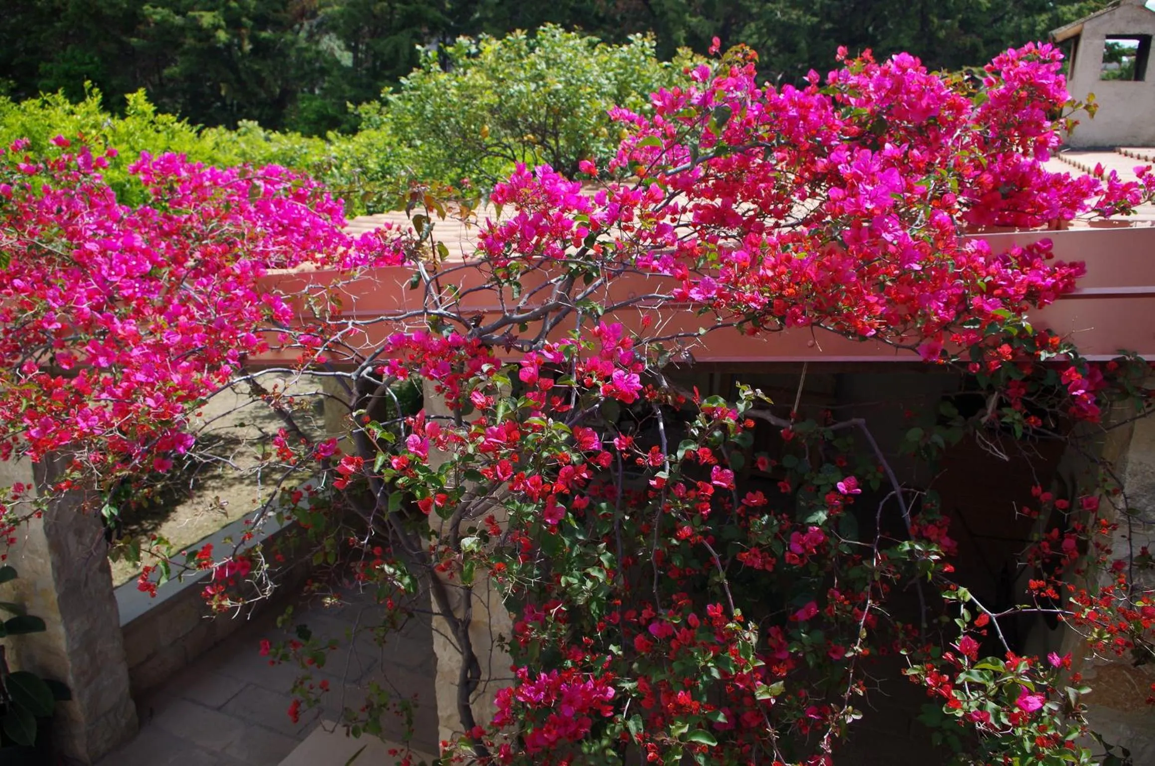 Garden in Corsaro B&B