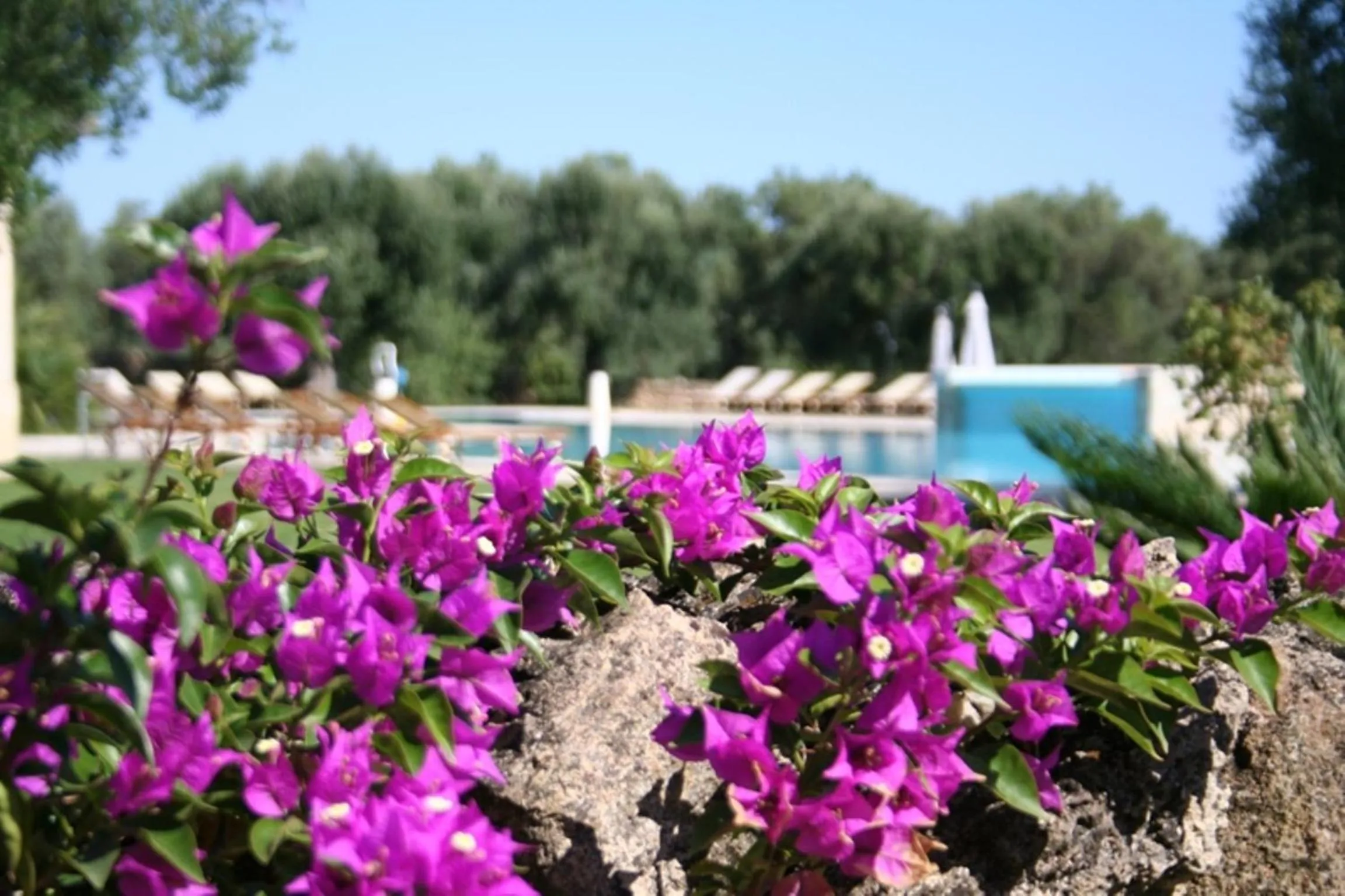 Pool view in Tenuta Monacelli Lecce