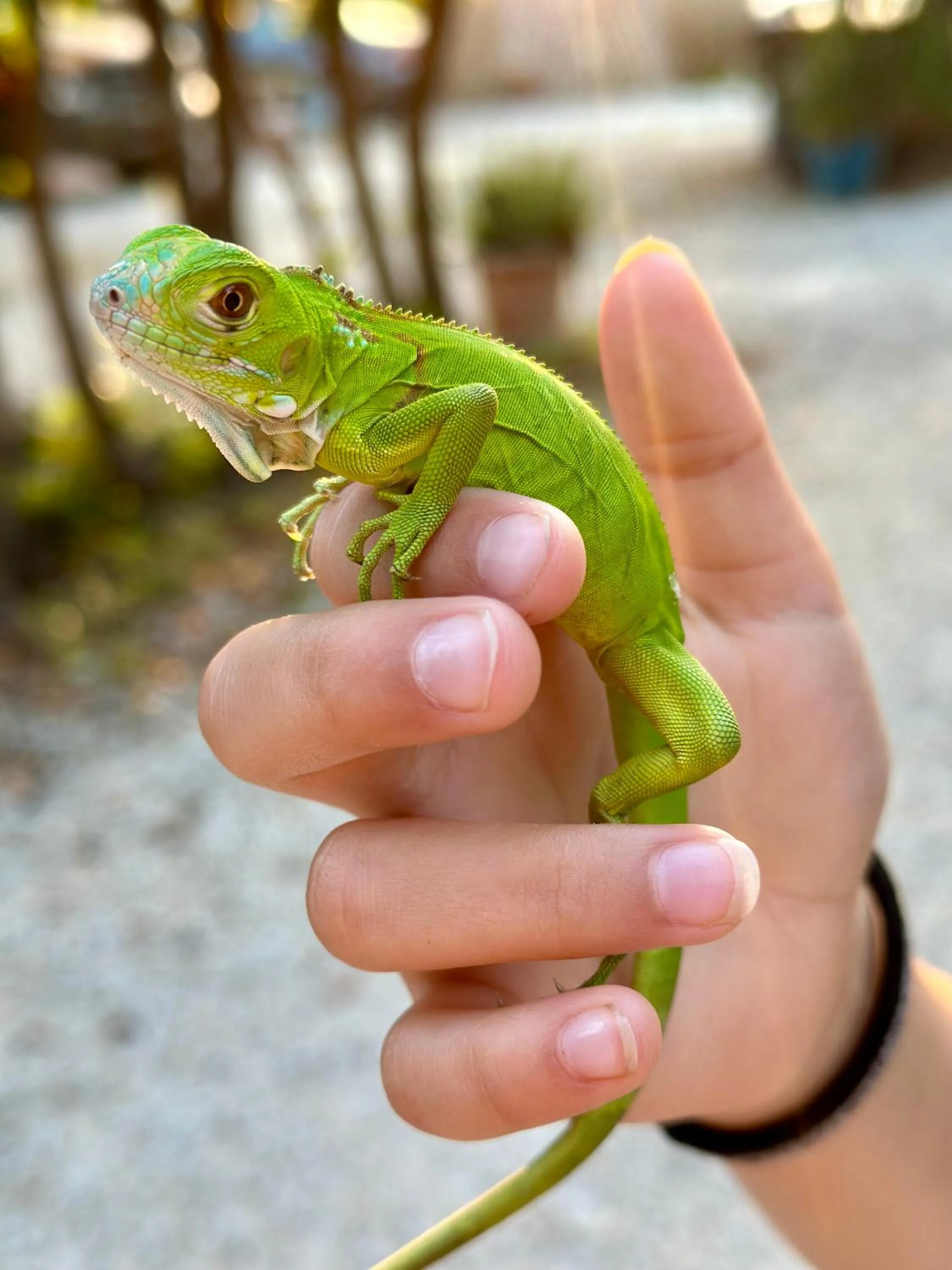 Animals in Key Largo Cottages