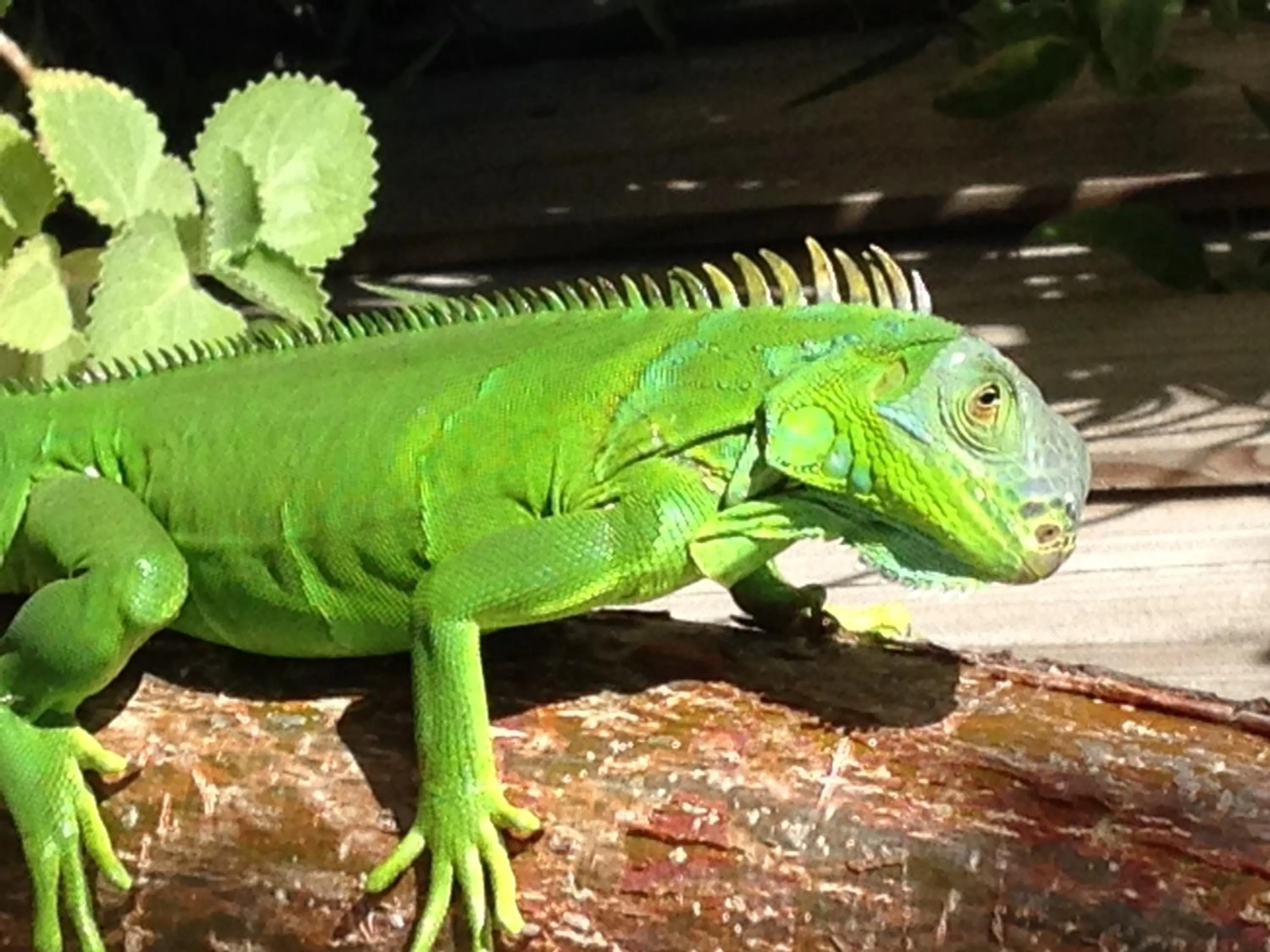 Animals in Key Largo Cottages