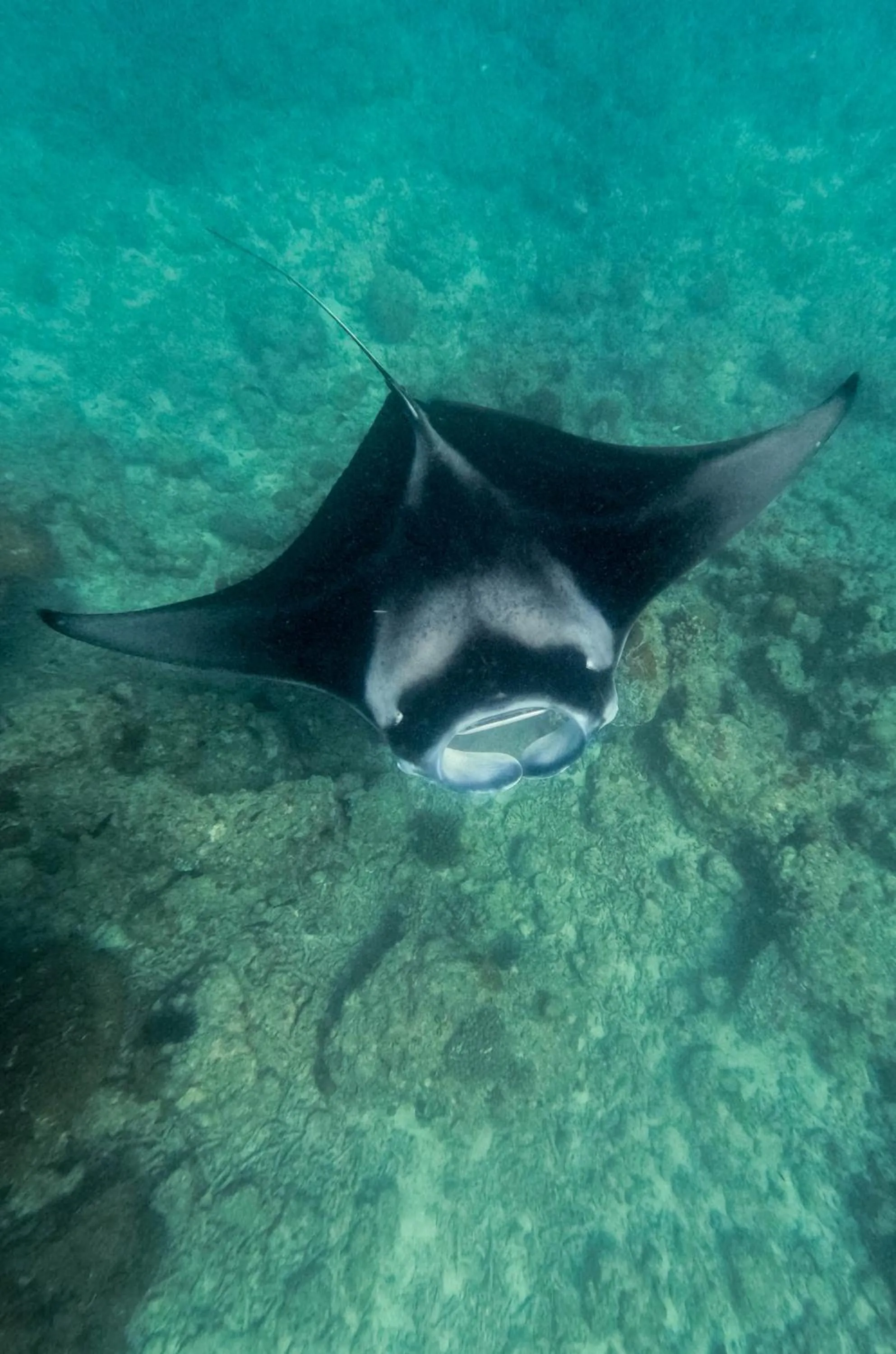 Sea view in Reethi Faru Resort