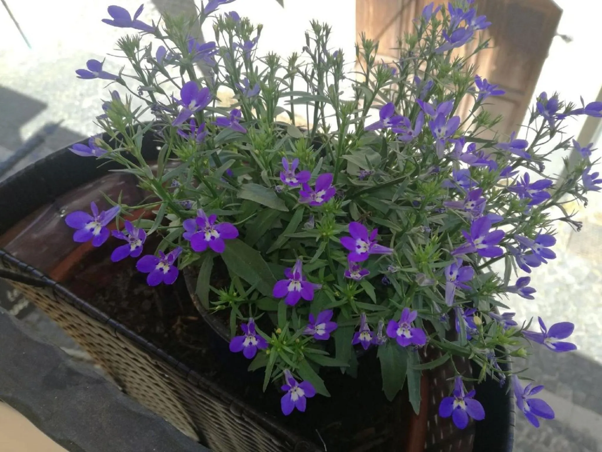 Balcony/Terrace in B&B Il Prugnolo