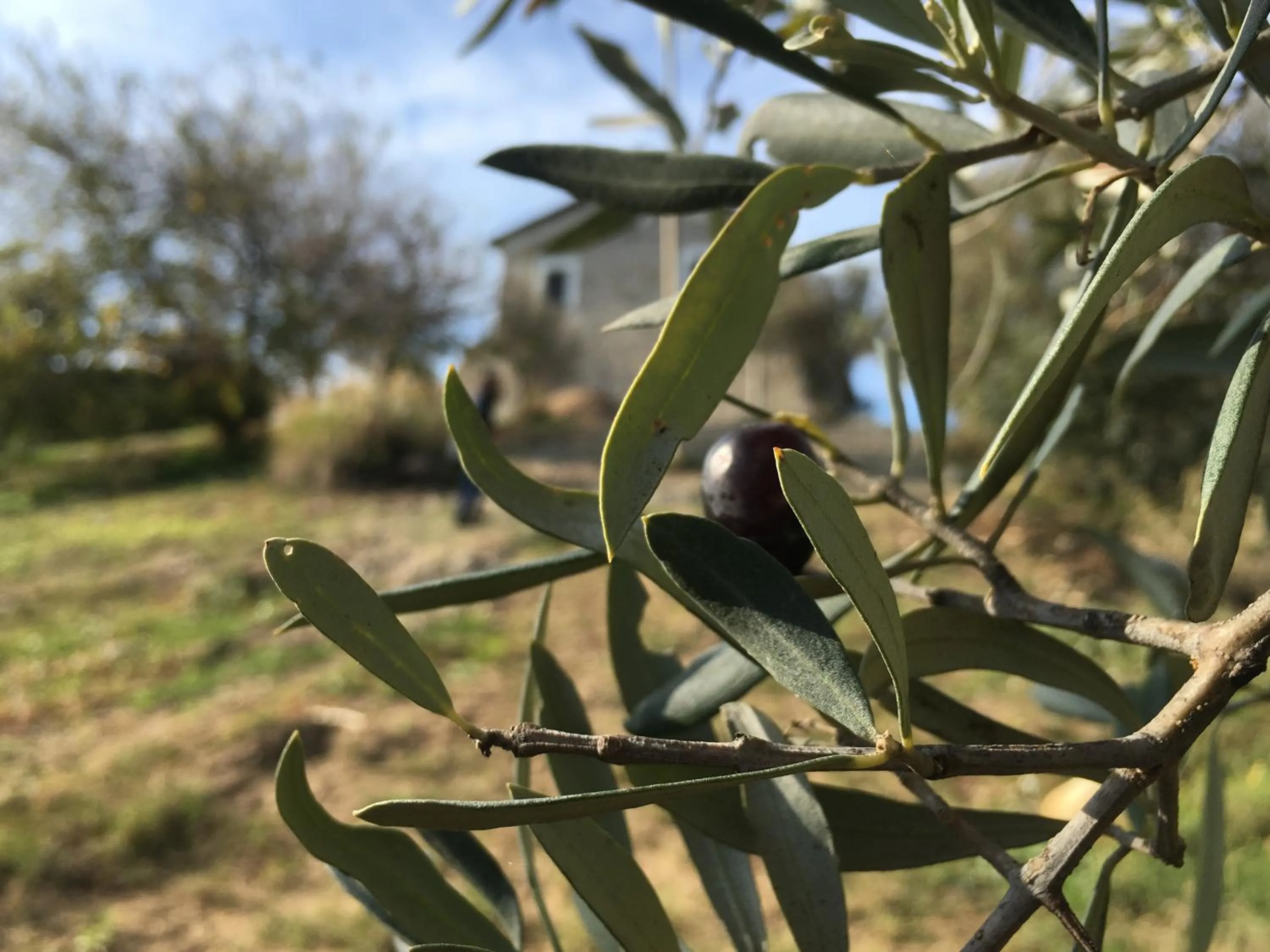 Garden in Don Giacchì Country House