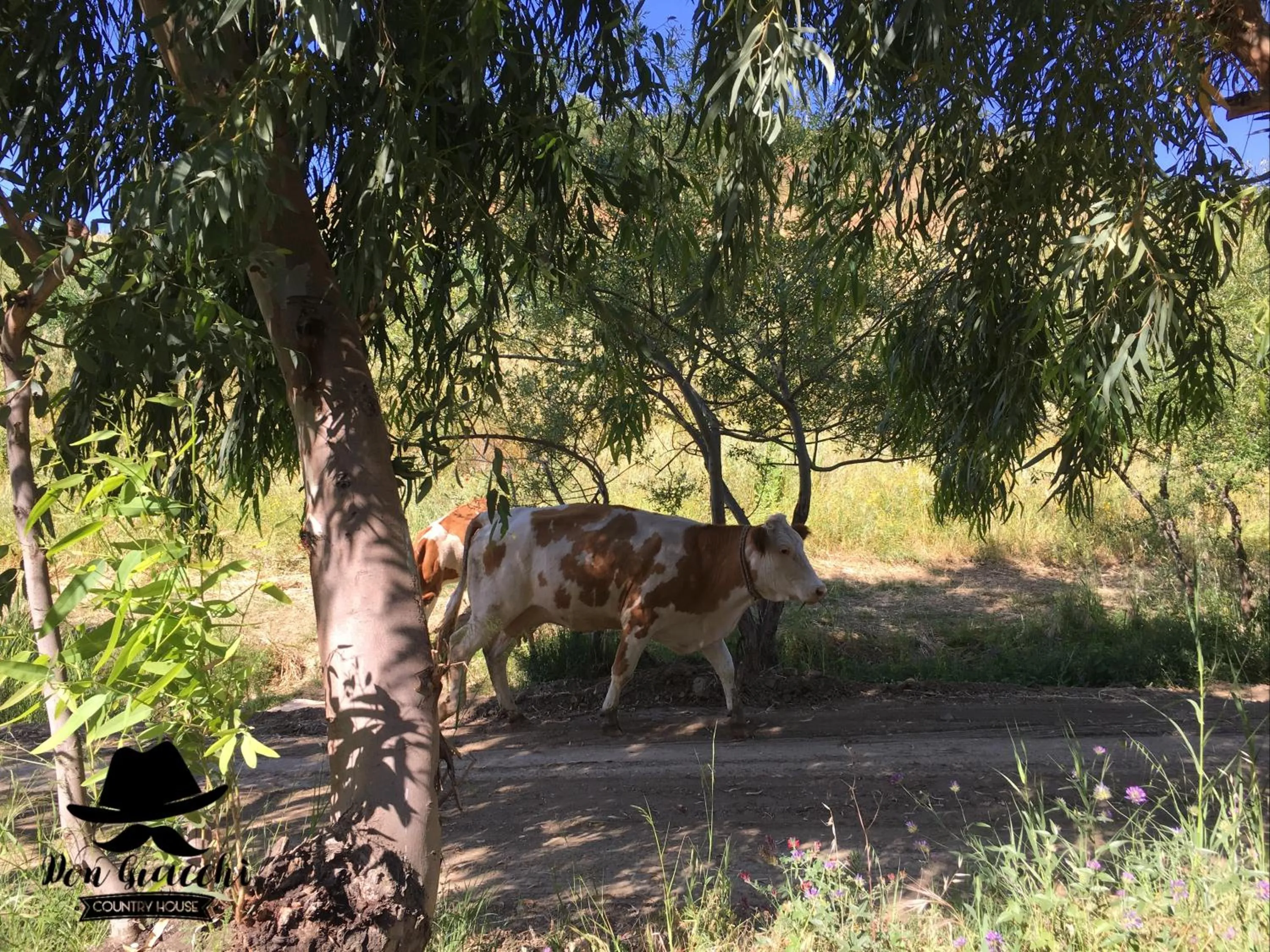 Other in Don Giacchì Country House