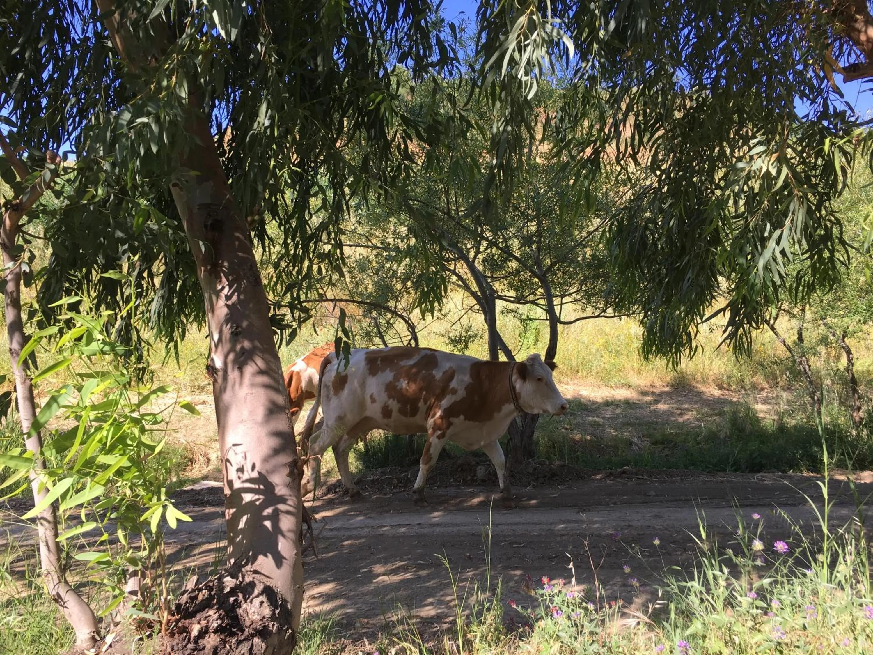 Animals in Don Giacchì Country House