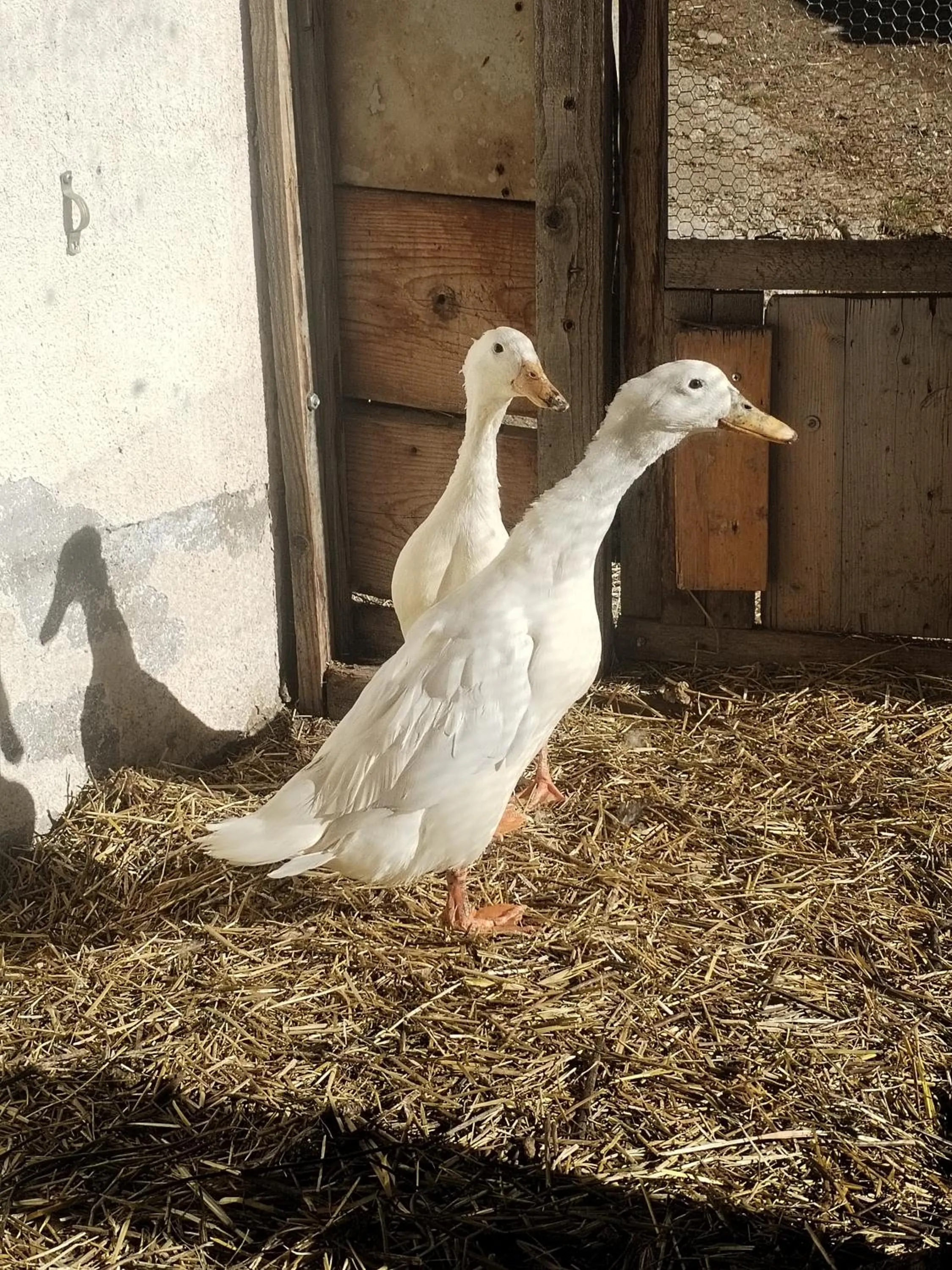 Animals in Greiterhof Partschins