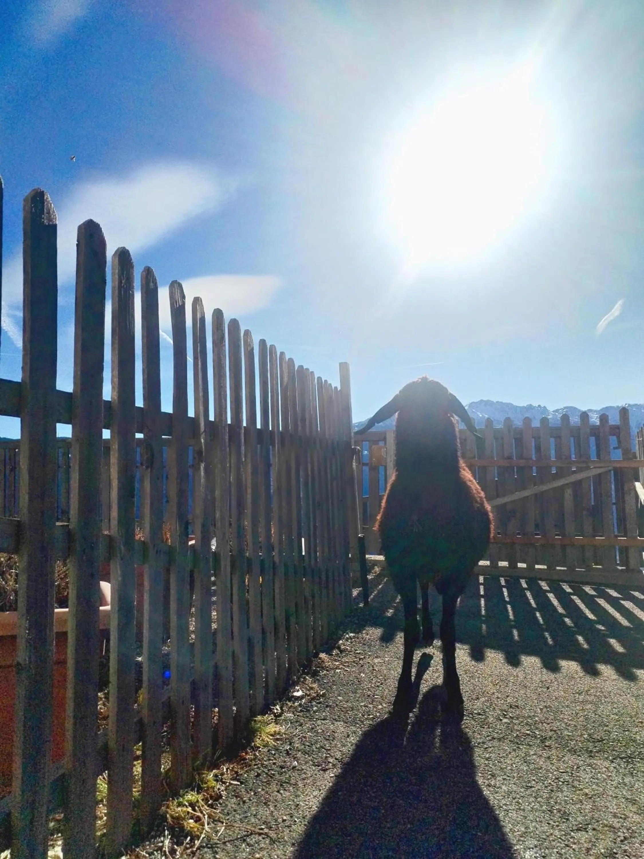 Animals in Greiterhof Partschins