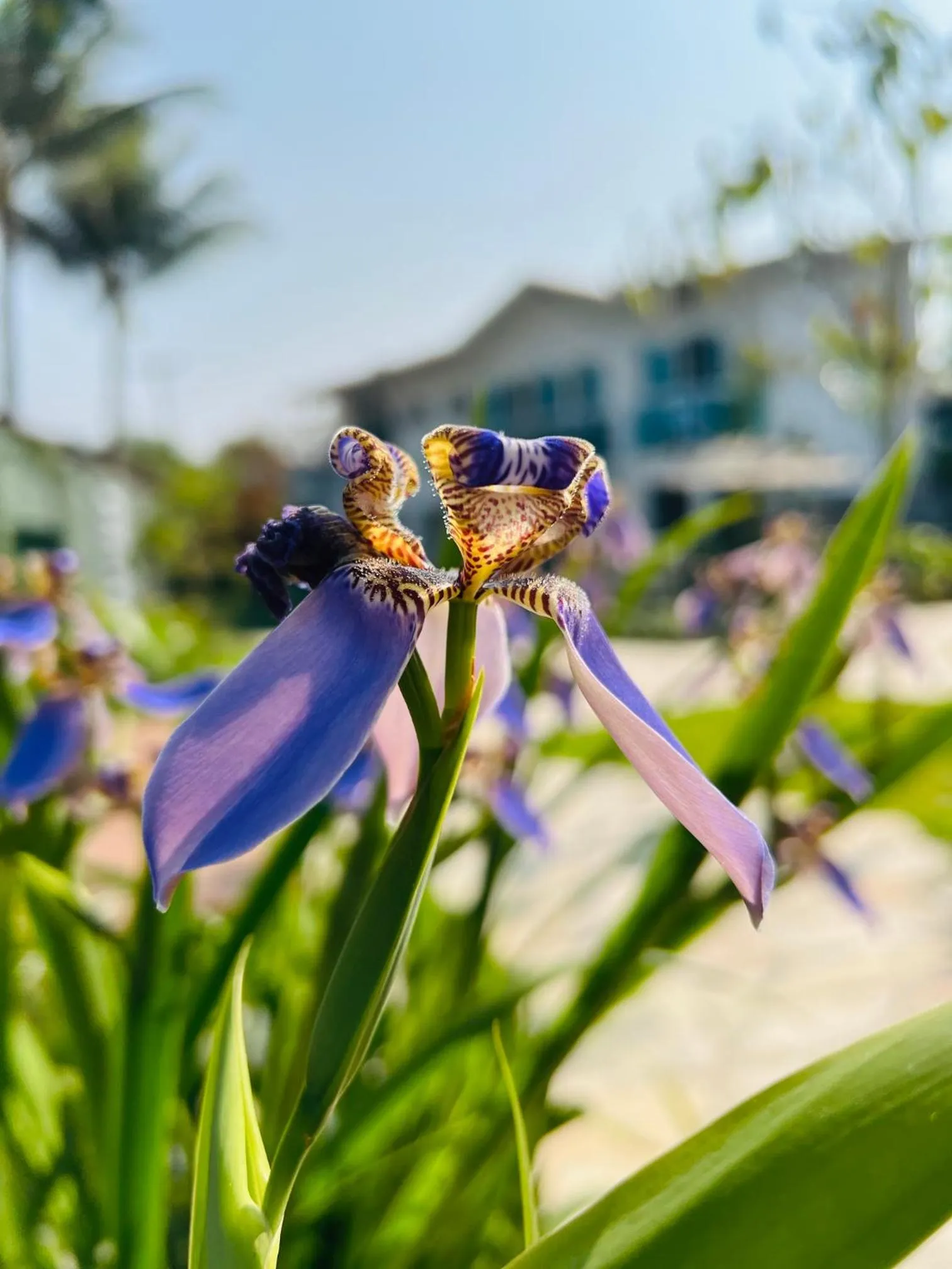 Garden in Pousada Cabore