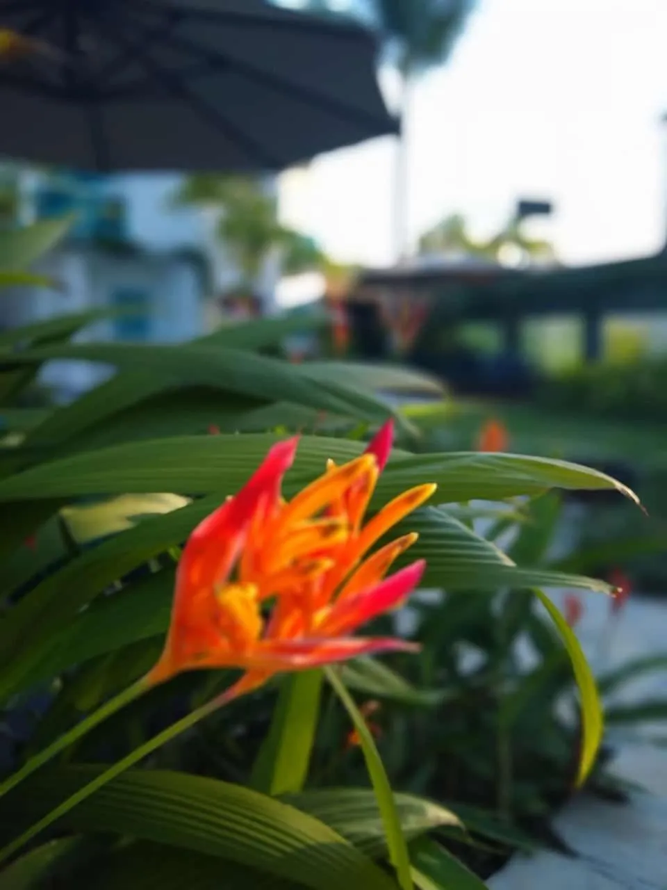 Garden in Pousada Cabore