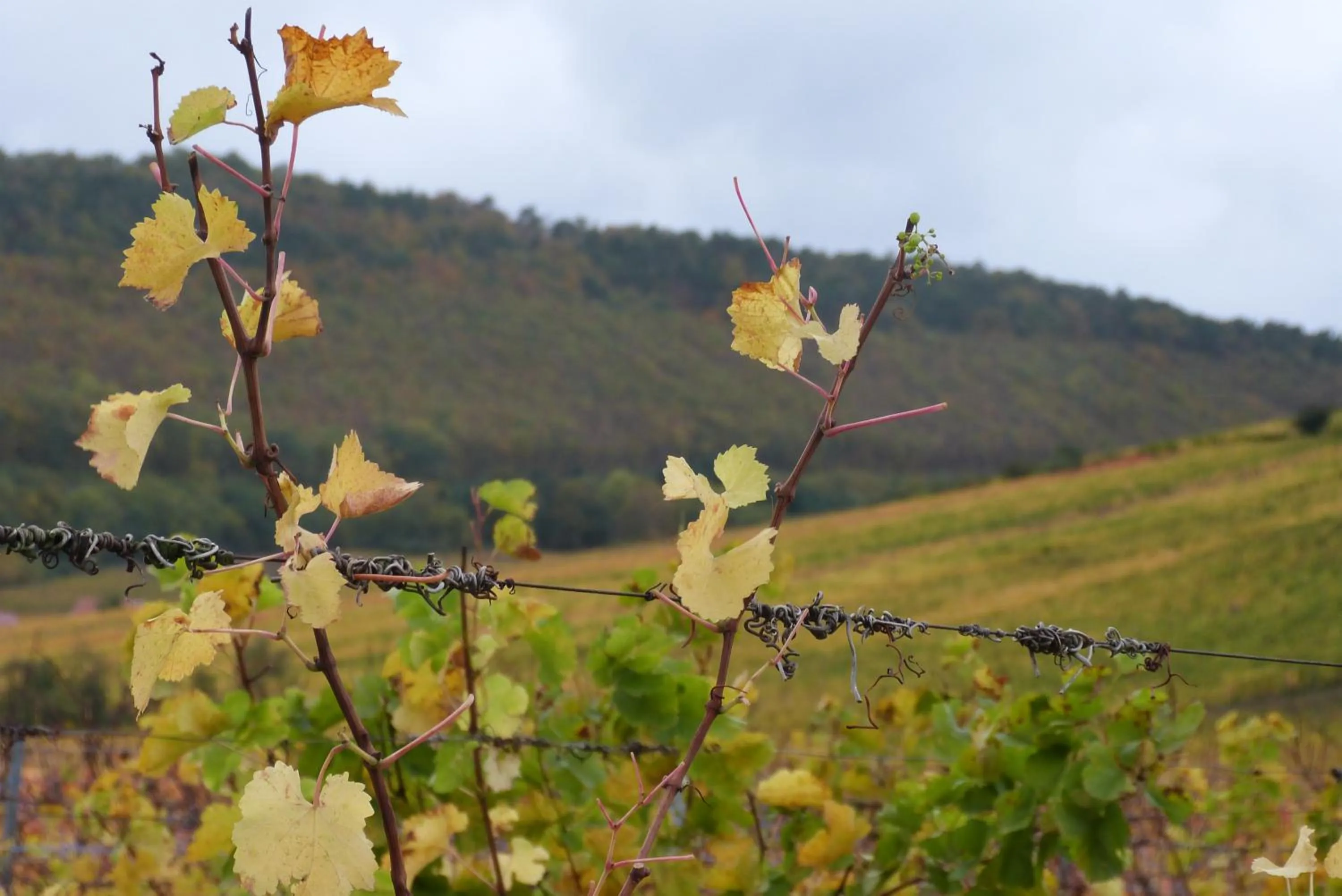 Natural landscape in Marcia Donatti - A l'Ombre des Coteaux Sao Paulo