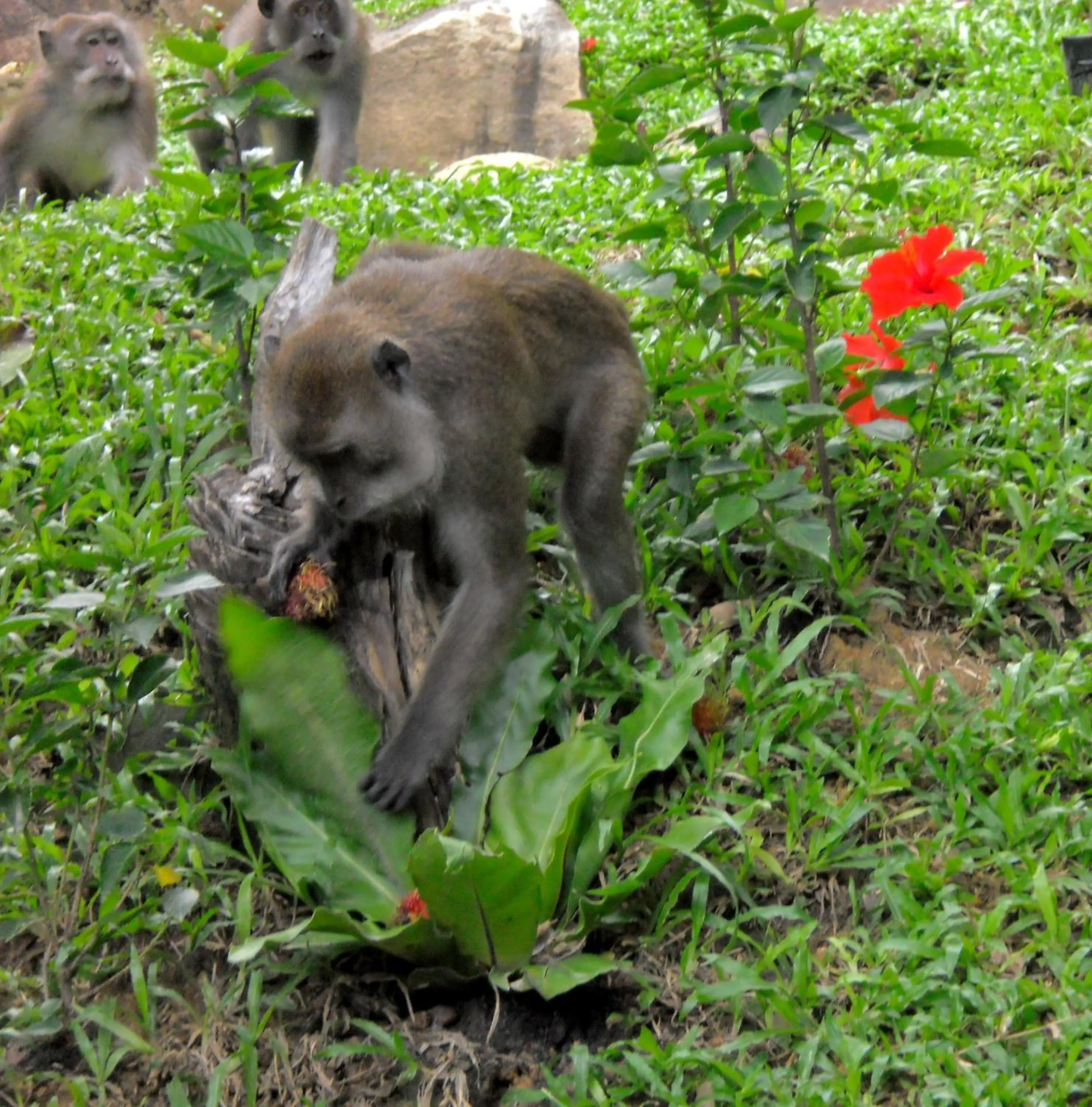 Other in Phi Phi Green Hill Resort