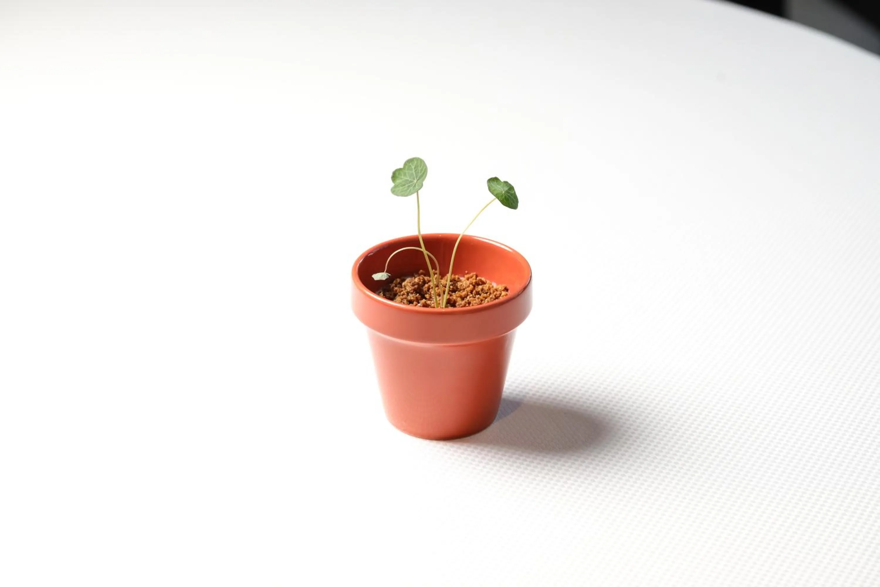 Restaurant/places to eat in Grand Hotel Royal E Golf