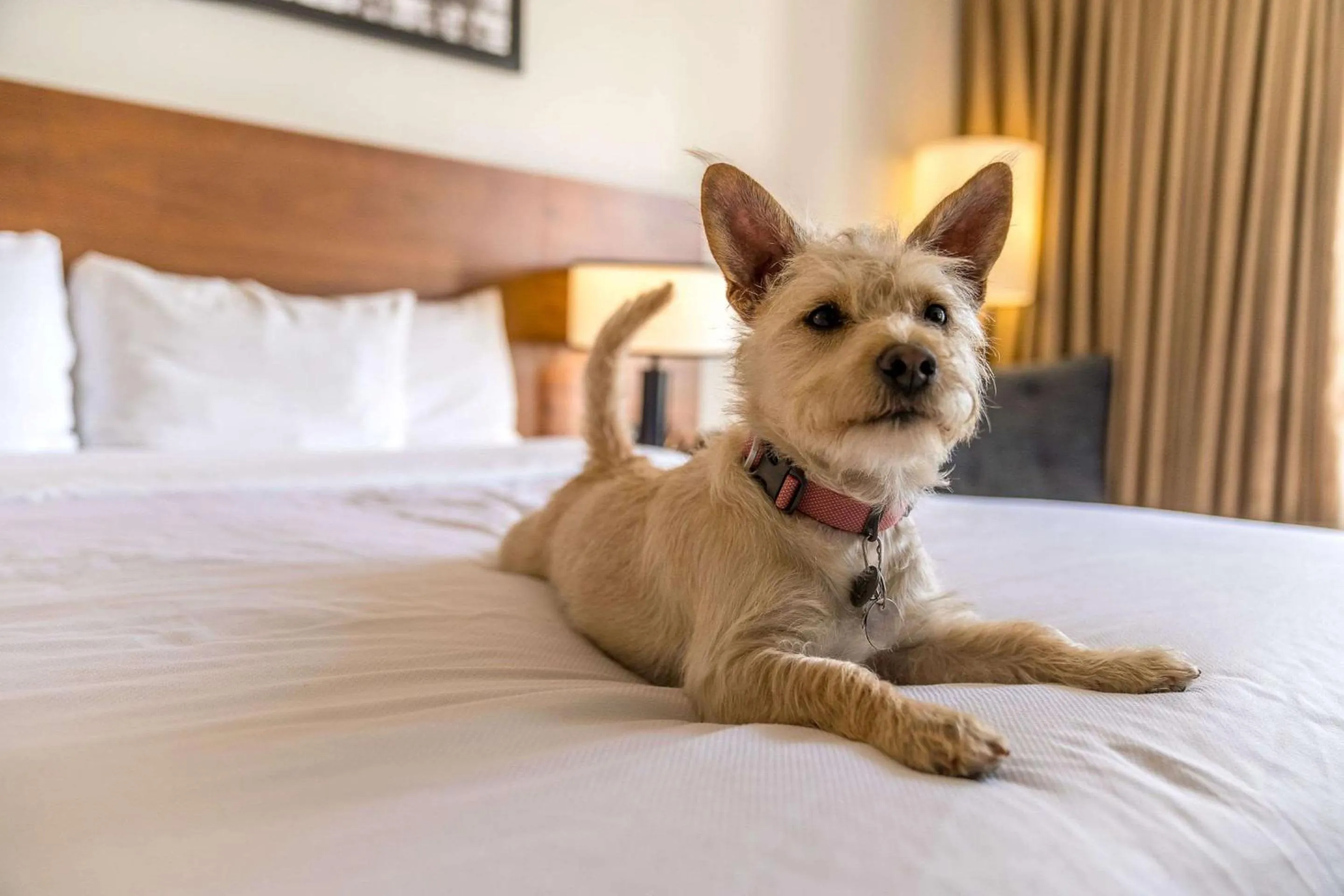 Other, Bed in Hotel 116, A Coast Hotel Bellevue