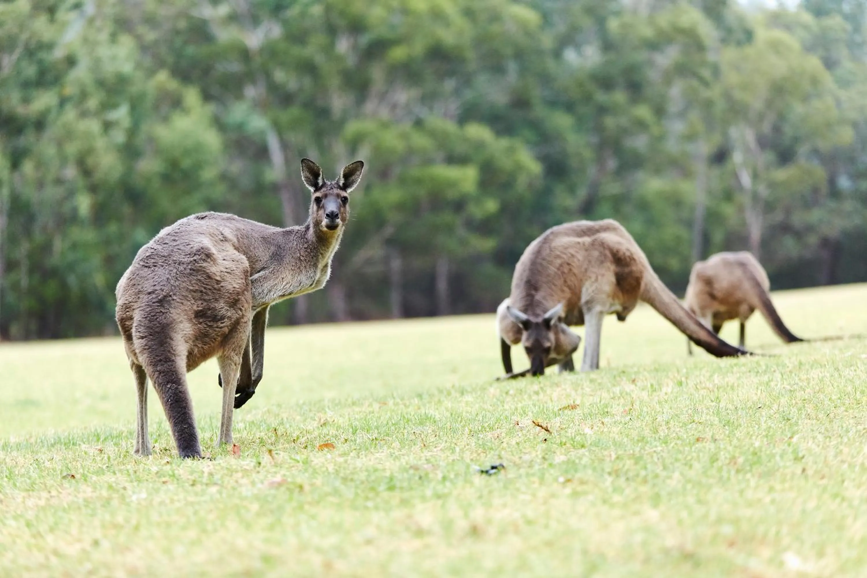 Animals in RAC Karri Valley Resort