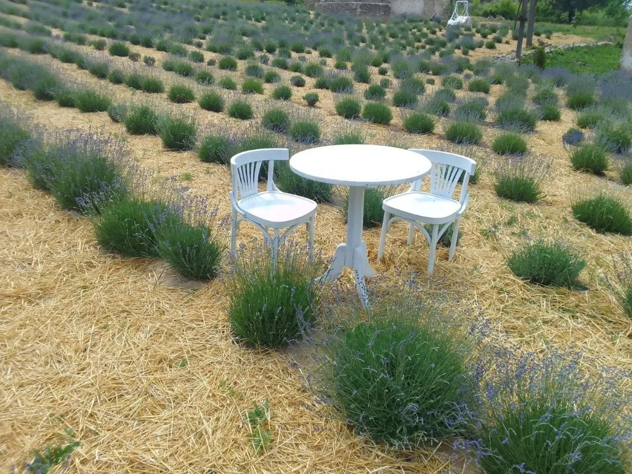 View (from property/room) in Hotel Rafinad