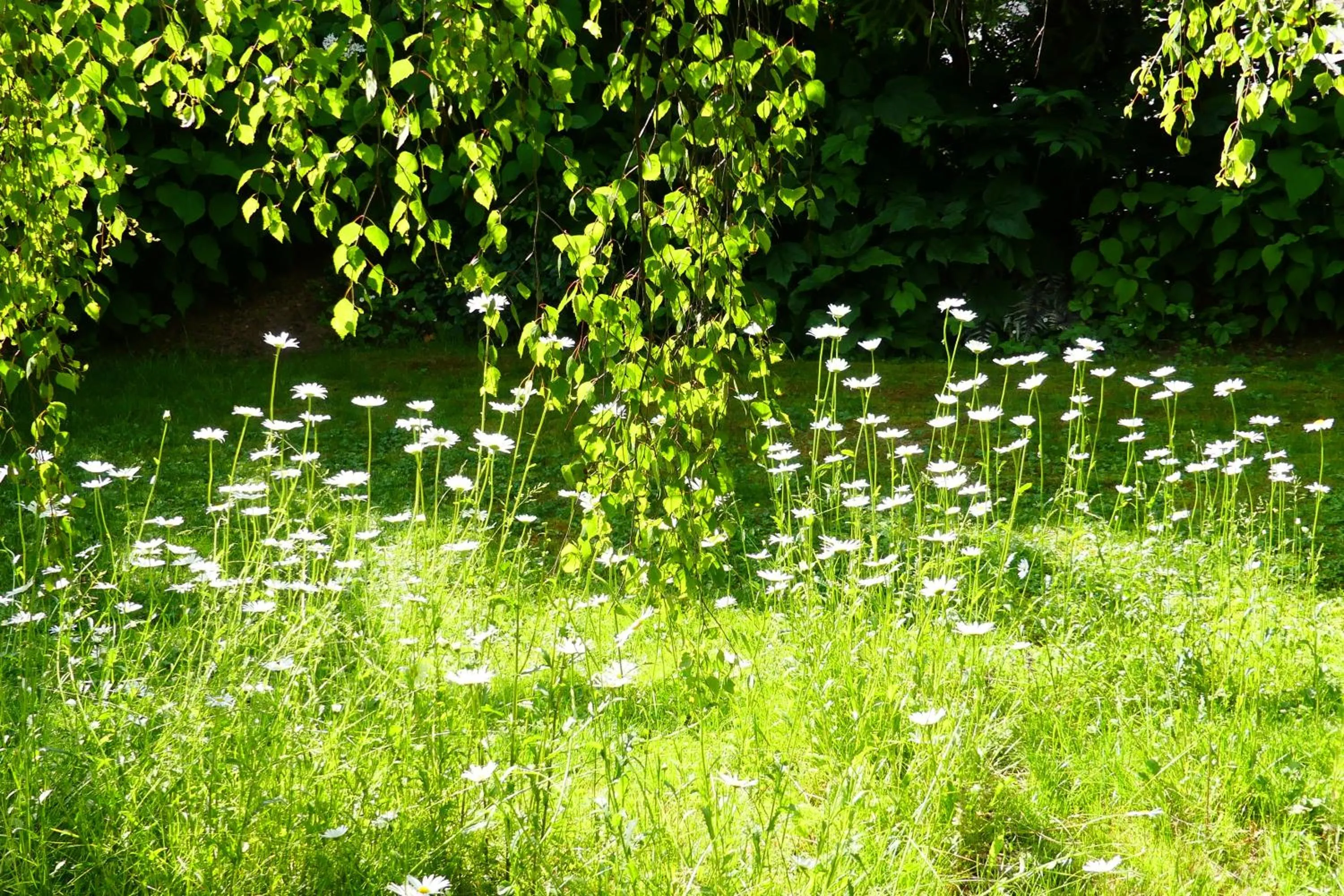 Garden view in Ferienwohnungen Familie Wetzlinger