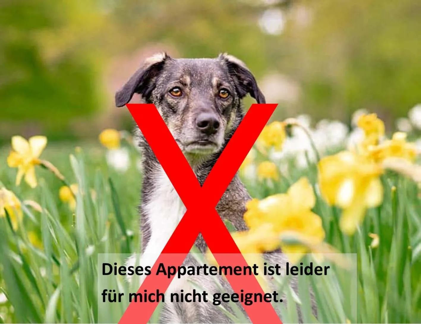 Pets in Gästehaus Zehmerhof bei Erding