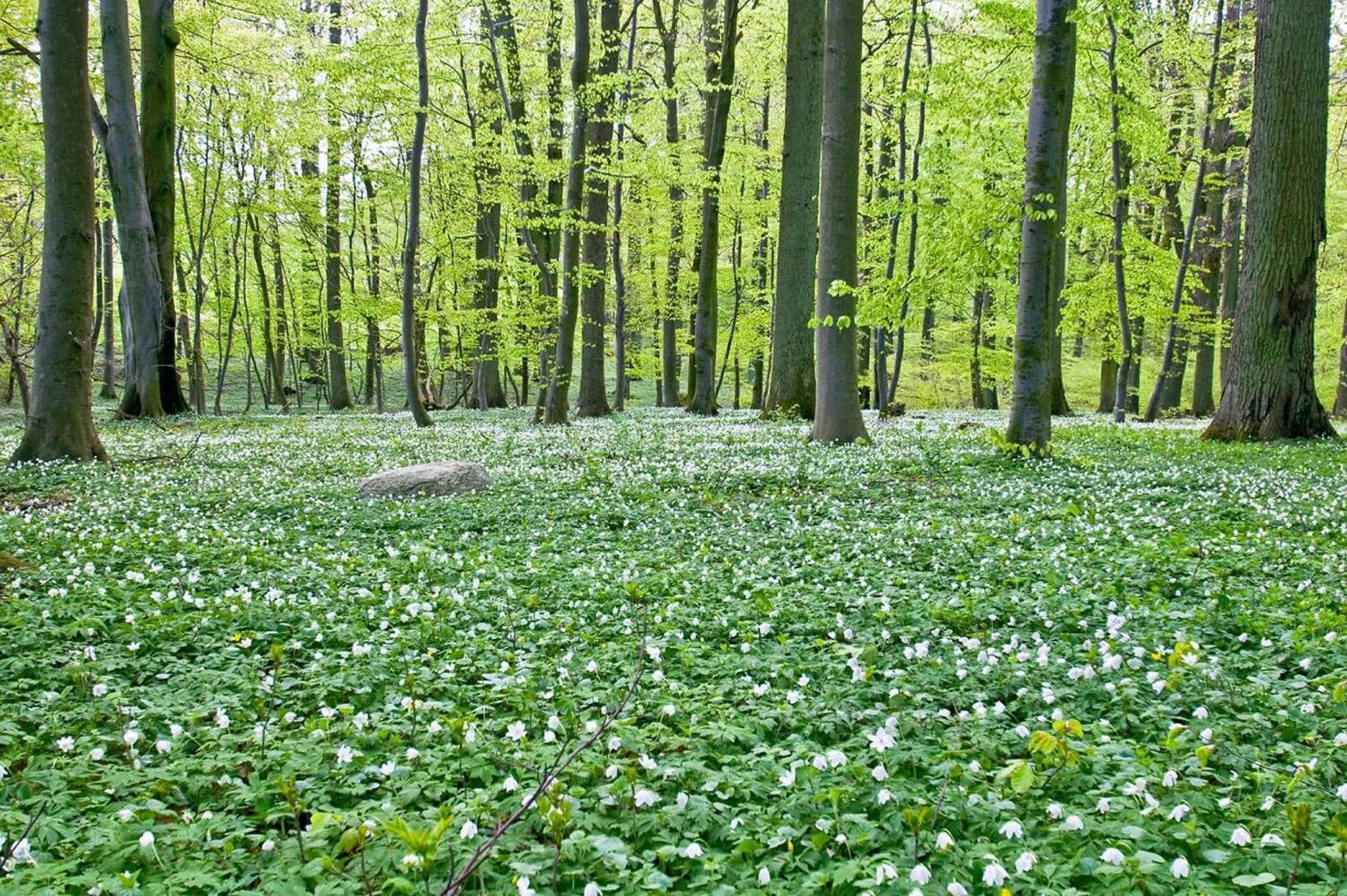 Natural landscape in Panorama Hotel Lohme