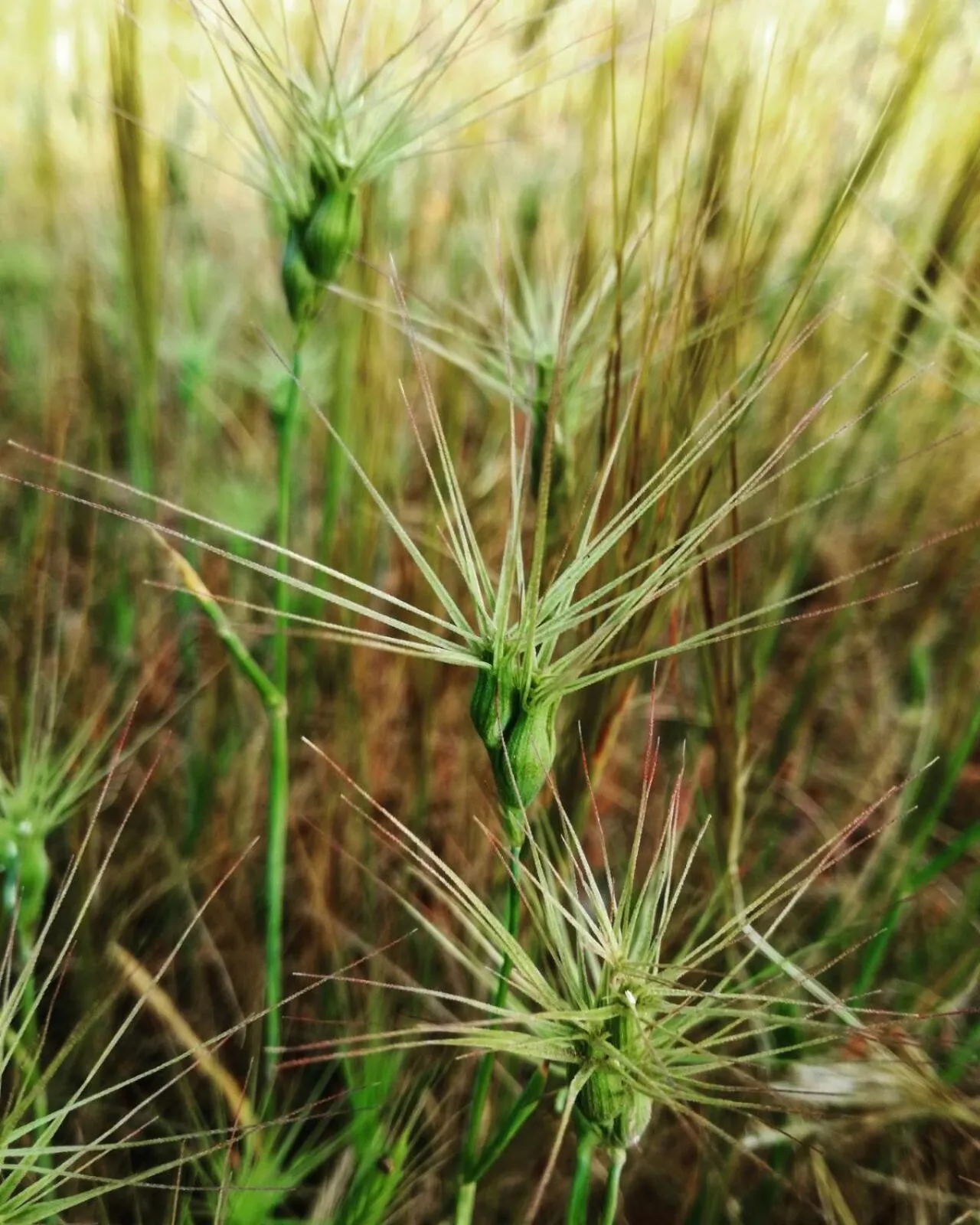 Natural landscape in Agroturismo Matxani Gran