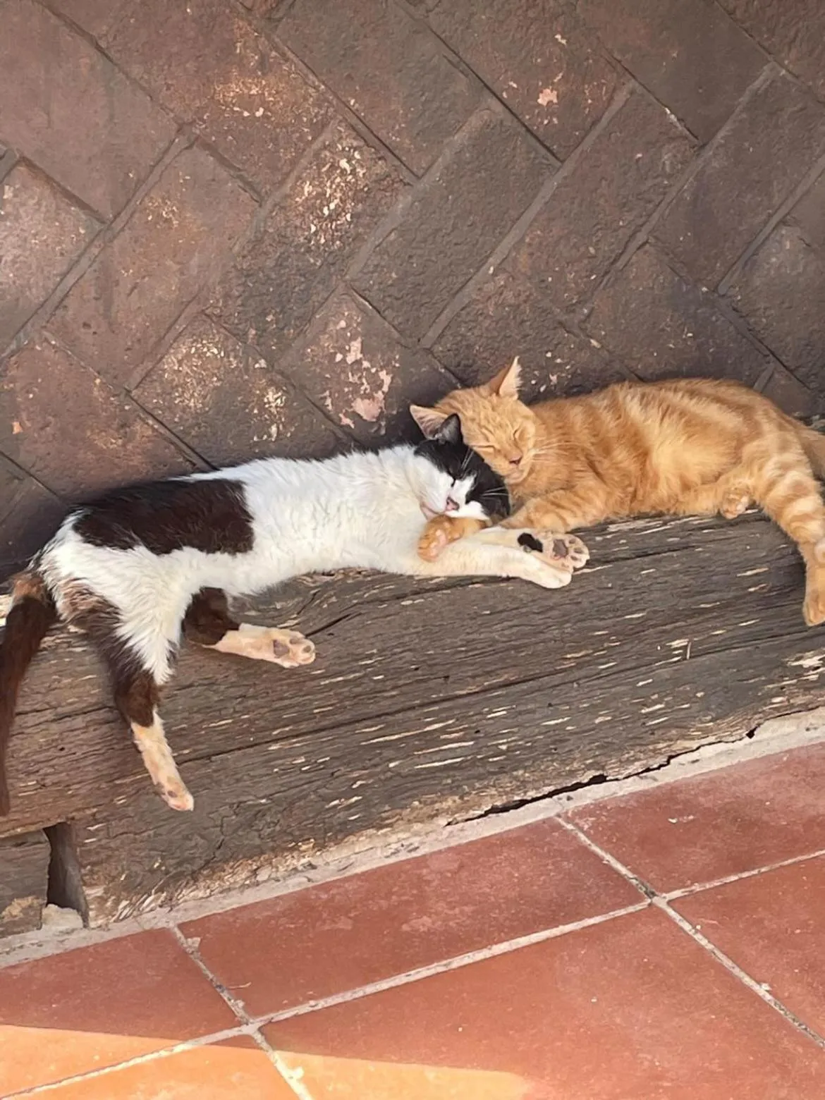 Pets in Agroturismo Matxani Gran