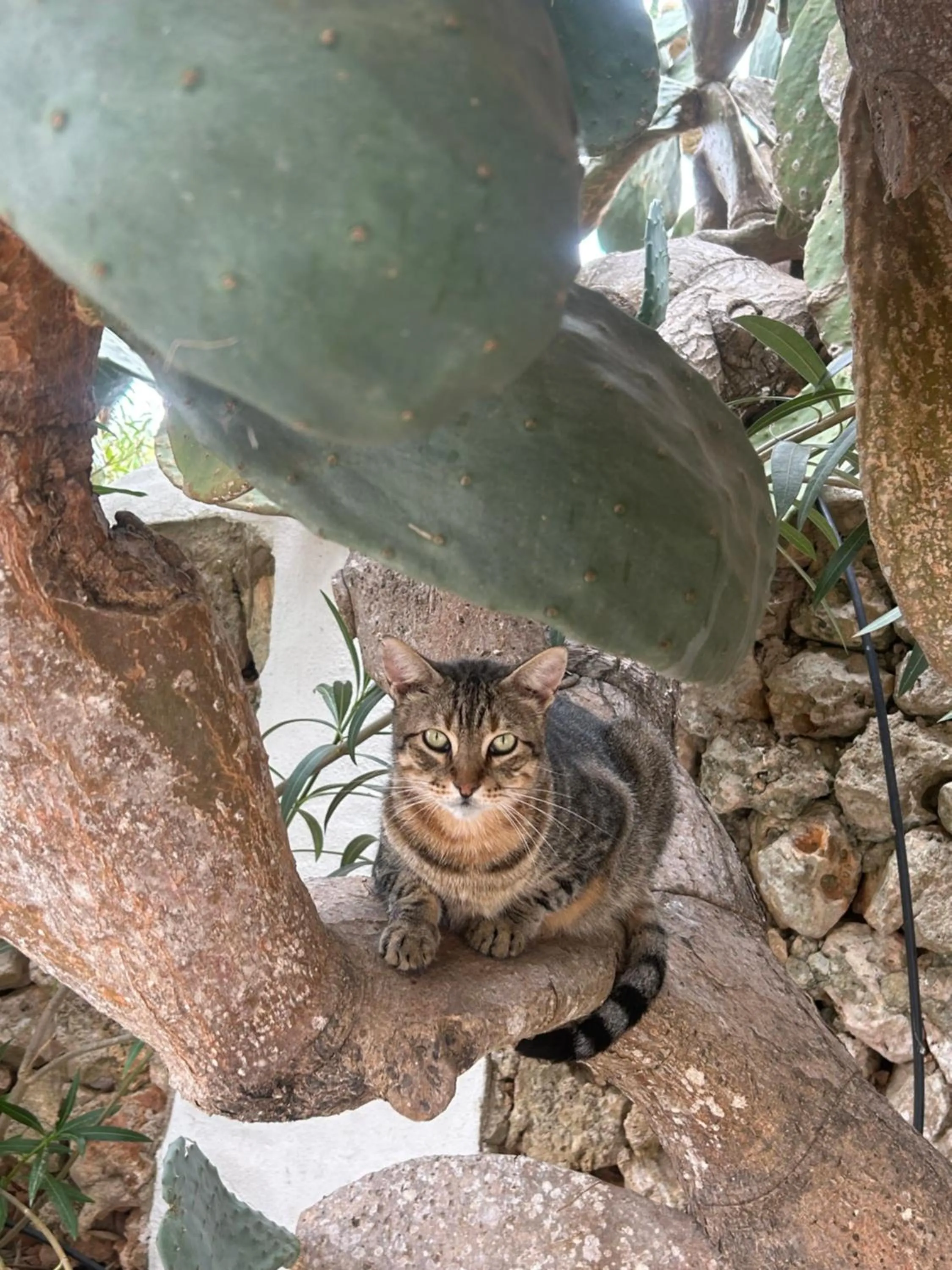 Pets in Agroturismo Matxani Gran