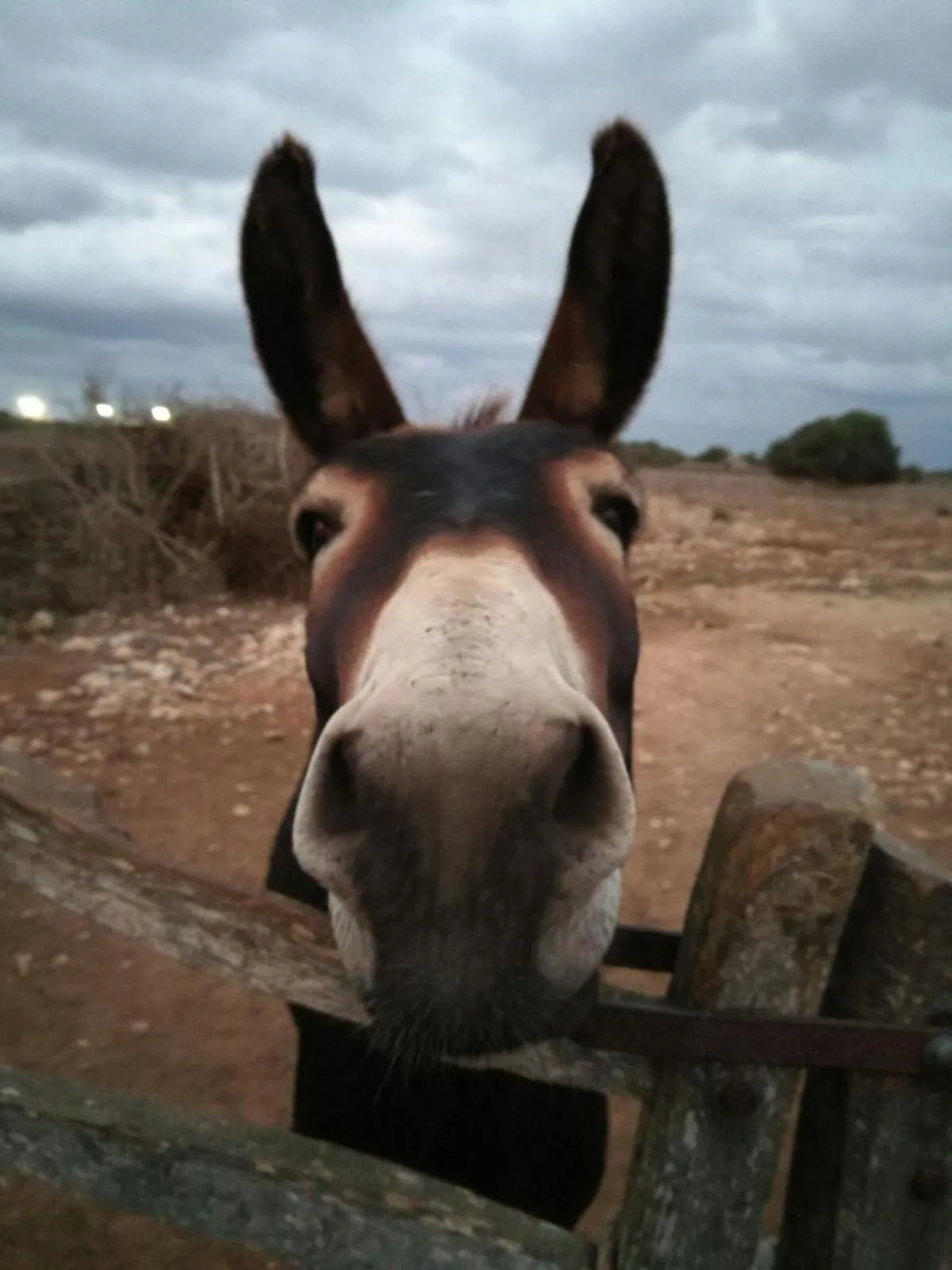 Animals in Agroturismo Matxani Gran