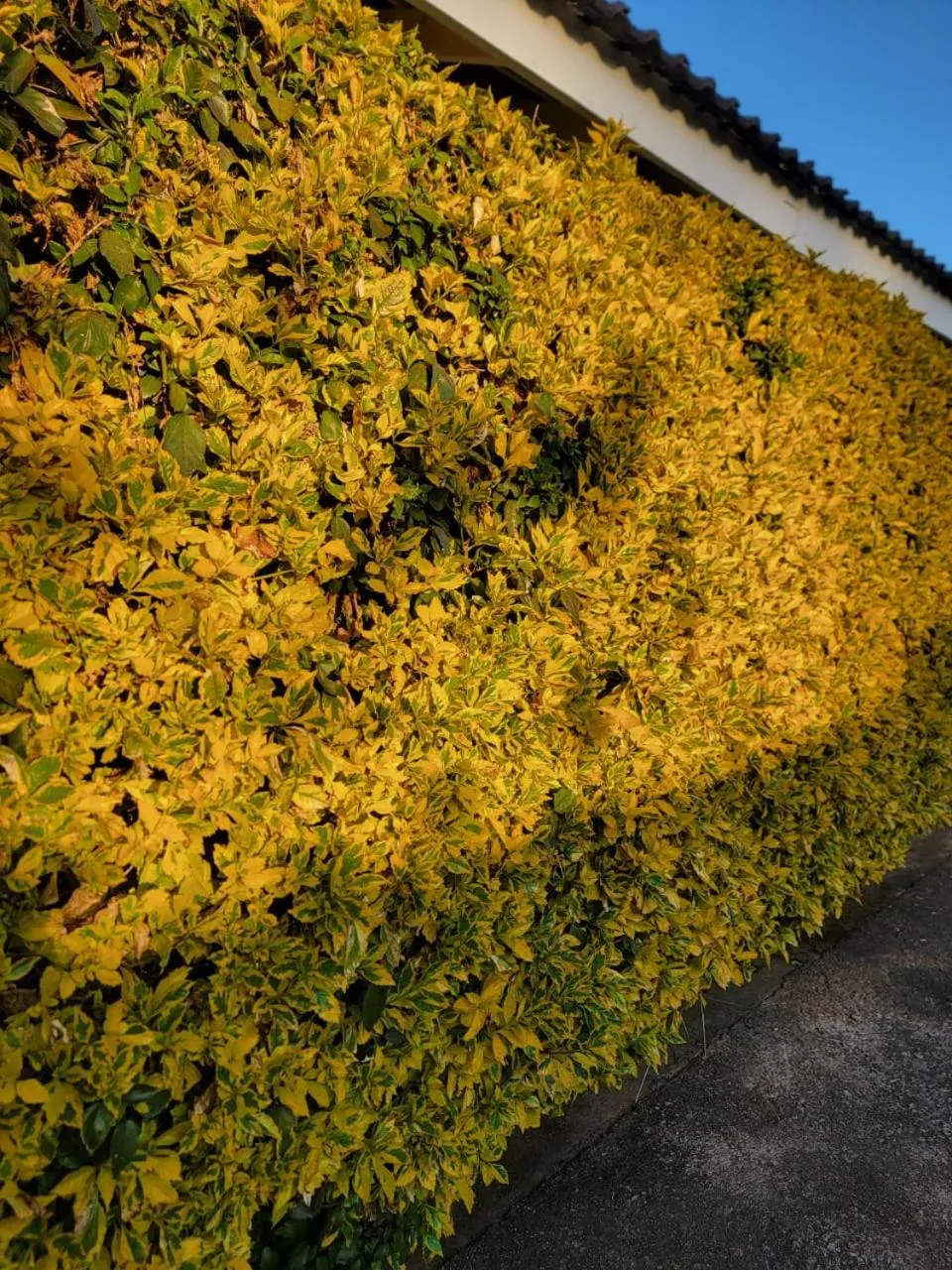 Mt Pleasant Bed and Breakfast Ltd