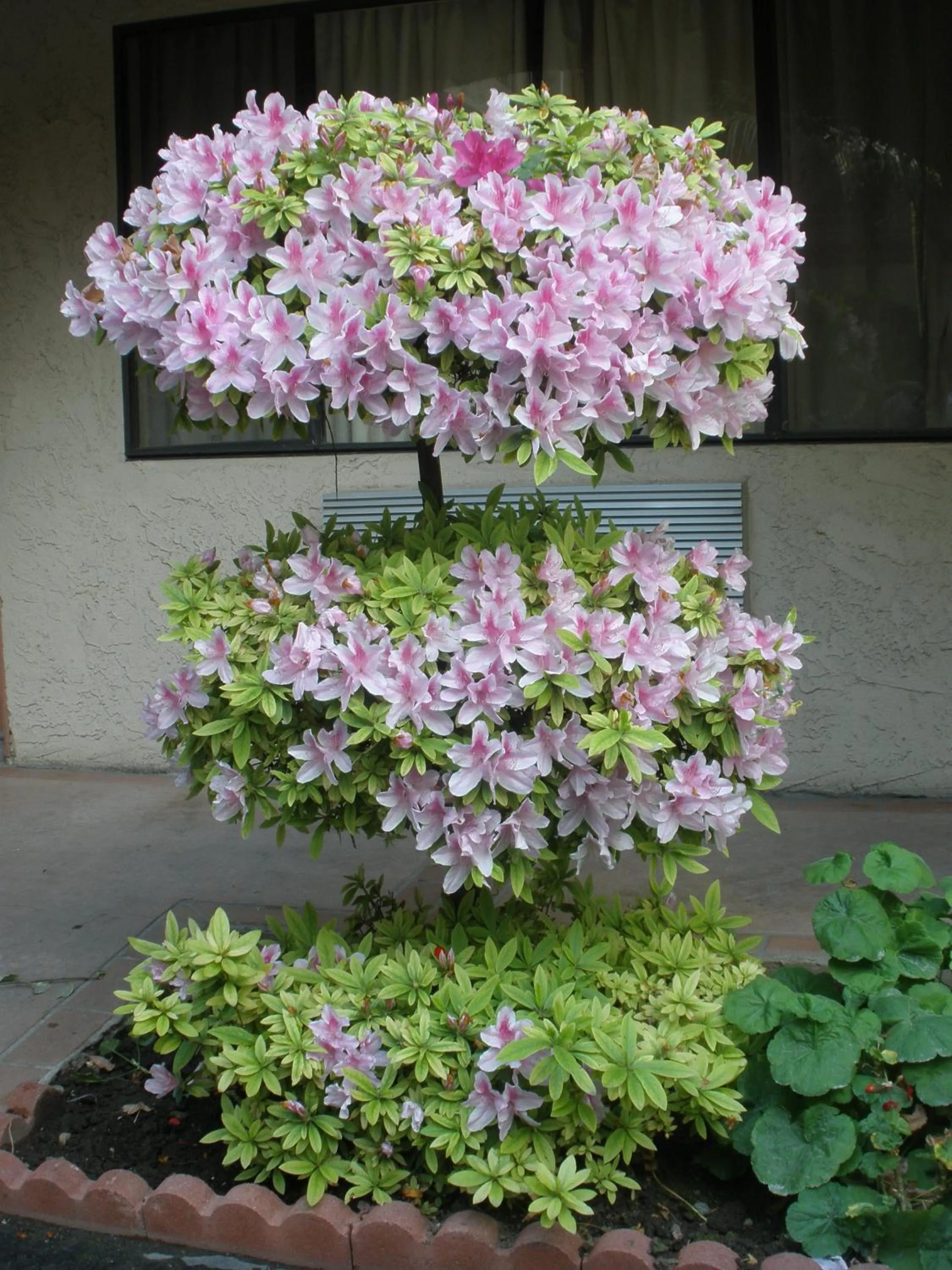 Decorative detail in Garden Inn and Suites Glendora