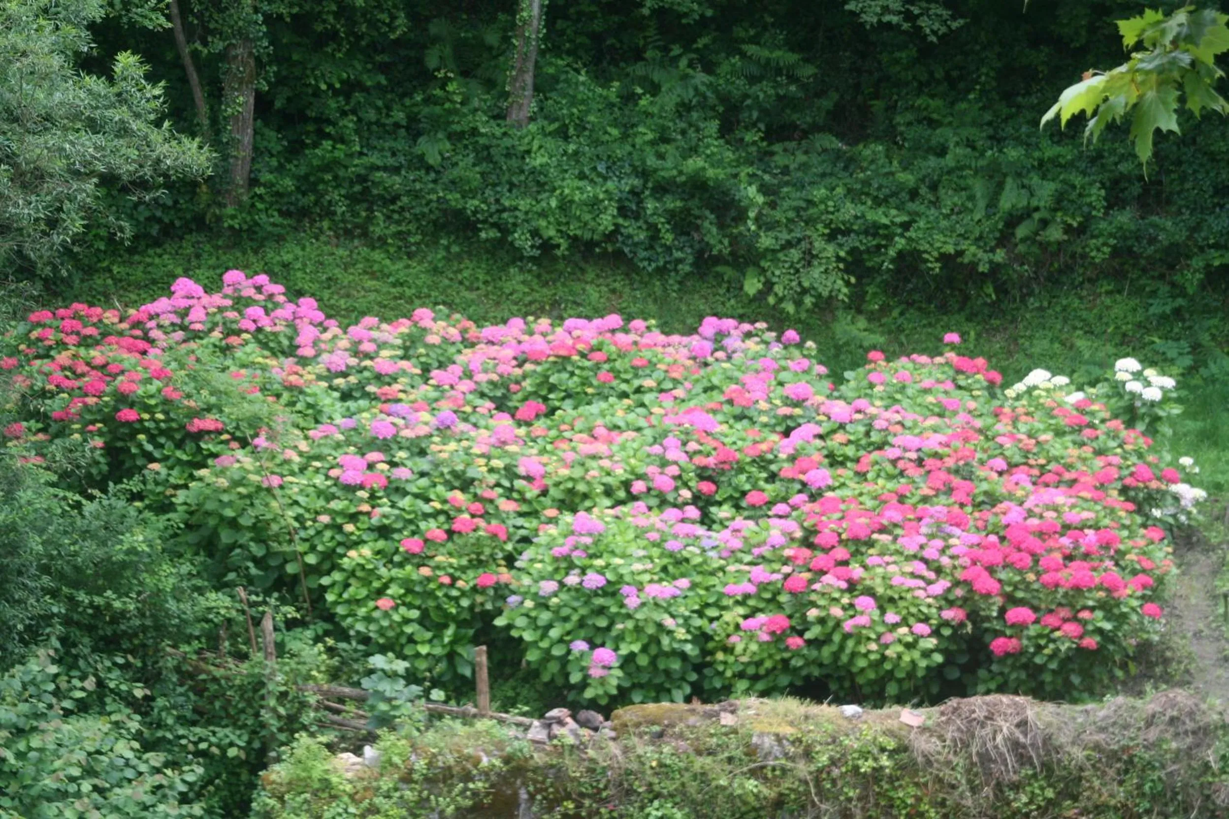 Garden in Hotel Rural Bereau