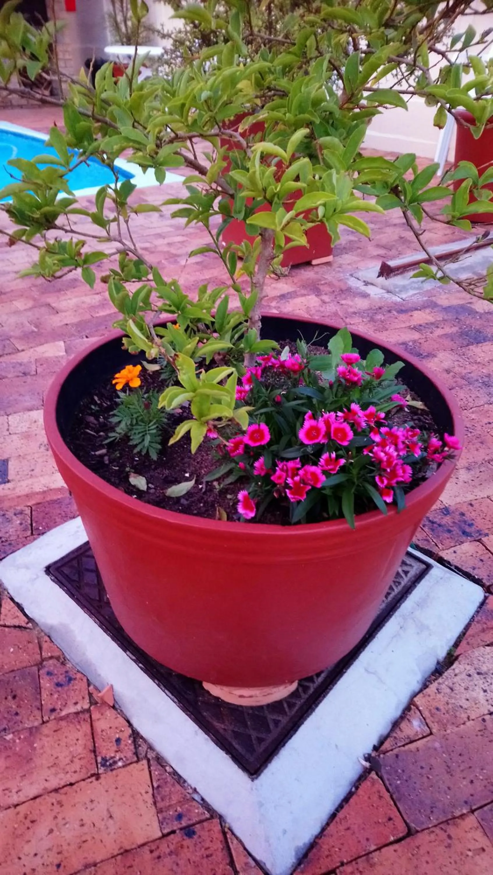 Garden in Welterusten Guesthouse