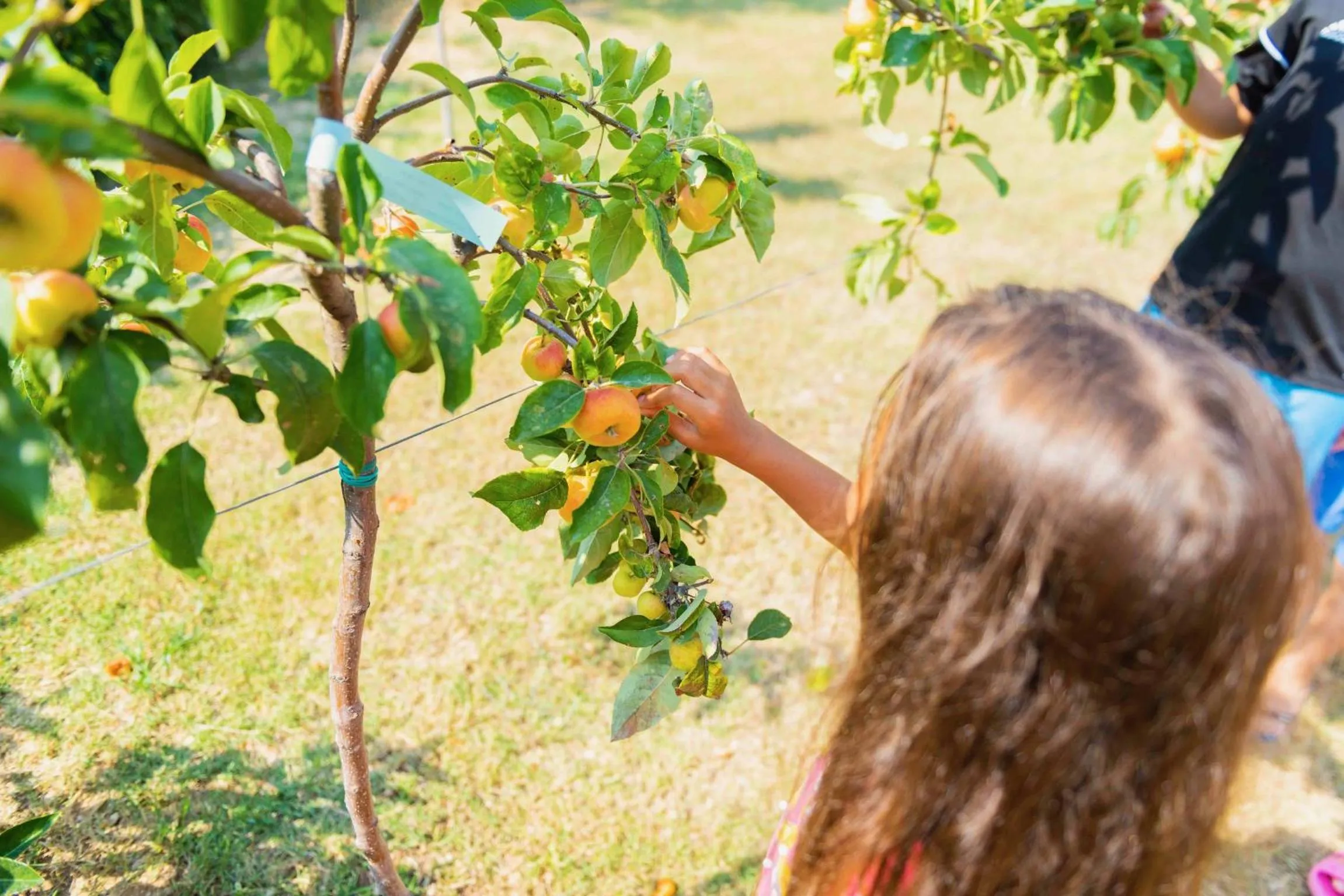 Garden in SeaPark SPA Resort