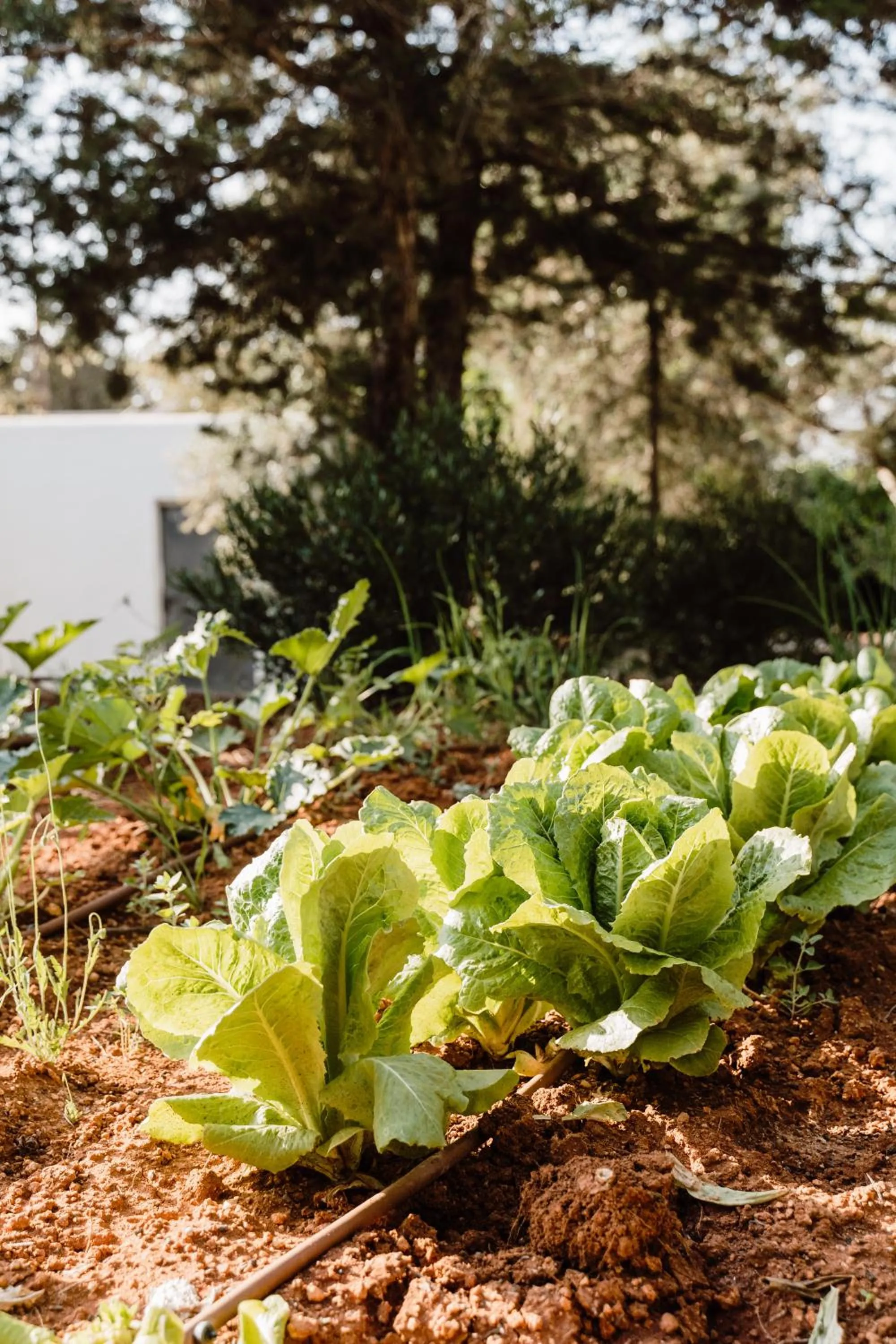 Garden in Can Vistabella Boutique Resort