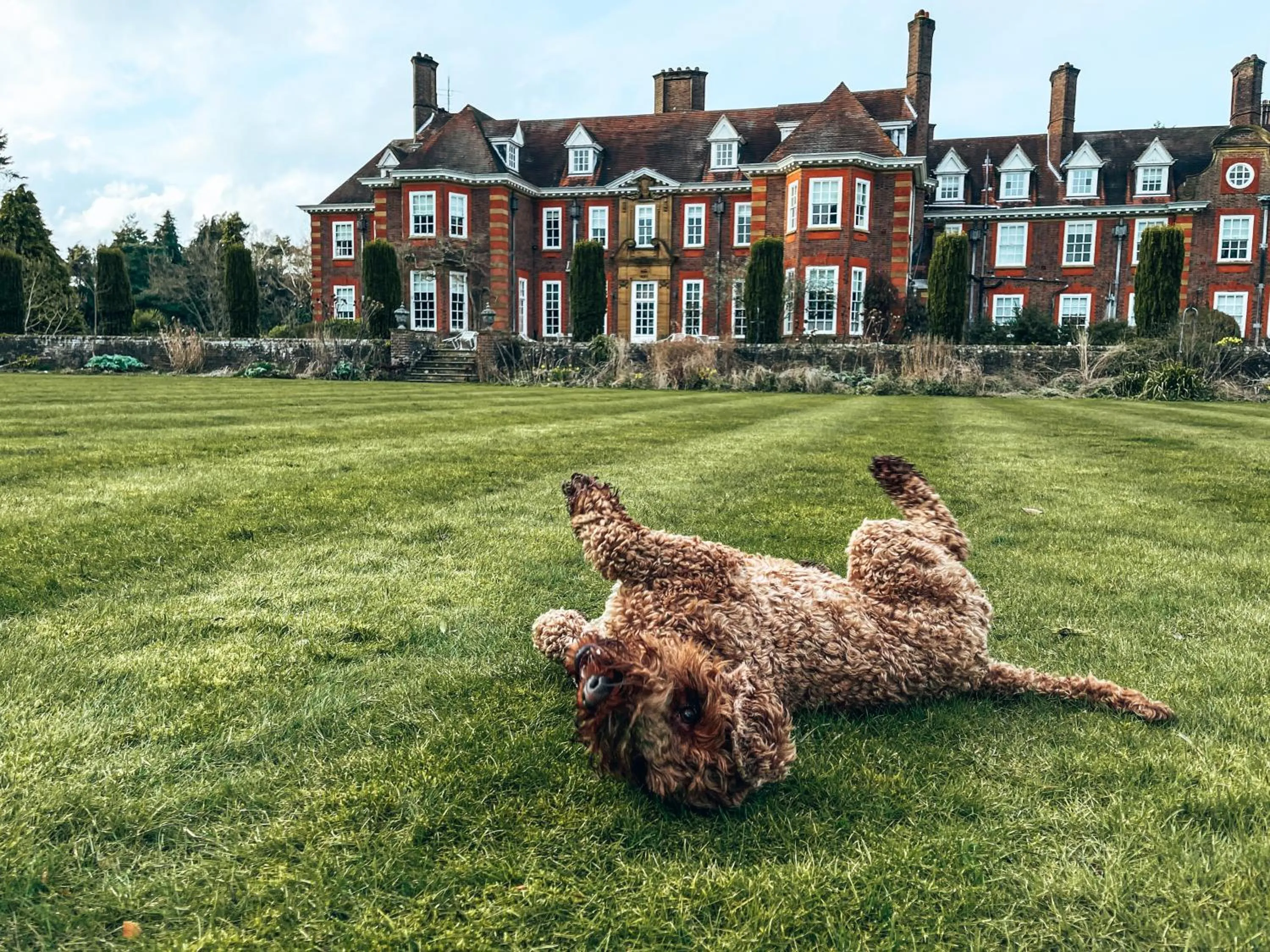 Pets in Barnett Hill Hotel